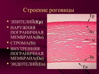 Строение роговицы
 ЭПИТЕЛИЙ(Ep)
 НАРУЖНЯЯ
  ПОГРАНИЧНАЯ
  МЕМБРАНА(Bo)
 СТРОМА(St)
 ВНУТРЕННЯЯ
  ПОГРАНИЧНАЯ
  МЕМБРАНА(De)
 ЭНДОТЕЛИЙ(En)
 