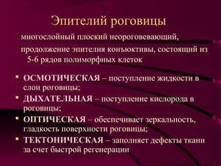 Эпителий роговицы
 многослойный плоский неороговевающий,
 продолжение эпителия конъюктивы, состоящий из
  5-6 рядов полиморфных клеток

 ОСМОТИЧЕСКАЯ – поступление жидкости в
  слои роговицы;
 ДЫХАТЕЛЬНАЯ – поступление кислорода в
  роговицы;
 ОПТИЧЕСКАЯ – обеспечивает зеркальность,
  гладкость поверхности роговицы;
 ТЕКТОНИЧЕСКАЯ – заполняет дефекты ткани
  за счет быстрой регенерации
 
