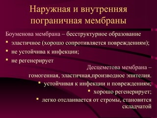 Наружная и внутренняя
        пограничная мембраны
Боуменова мембрана – бесструктурное образование
 эластичное (хорошо сопротивляется повреждениям);
 не устойчива к инфекции;
 не регенерирует
                              Десцеметова мембрана –
         гомогенная, эластичная,производное эпителия.
             устойчивая к инфекции и повреждениям;
                               хорошо регенерирует;
            легко отслаивается от стромы, становится
                                           складчатой
 