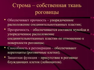Строма – собственная ткань
            роговицы
 Обеспечивает прочность – упорядоченное
  расположение соединительнотканных пластин;
 Прозрачность – обеспечивается составом мукойда и
  упорядоченное расположение
  соединительнотканных пластин по отношению к
  поверхности роговицы;
 Способность к регенерации – обеспечивают
  кератоциты (роговичные клетки);
 Защитная функция – присутствие в роговице
  блуждающих клеток (лейкоцитов).
 