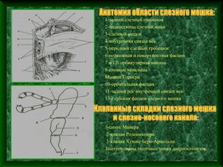 1-задний слезный гребешок
2-надкостница слезной ямки
3-слезный мешок
4-внутренняя связка век
5-передний слезный гребешок
6-подкожная и поверхностная фасция
7 и 12- орбикулярная мышца
8-слезные канальцы
Мышца Горнера
10-орбитальная фасция
11-задний рог внутренней связки век
13-глубокая фасция слезного мешка




1-синус Майера
 2-клапан Розенмюлера
 3-клапан Хушке-Беро-Арнодьди.
Заштрихованы типичные места дакриостенозов
 