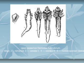 Цикл развития Demodex folliculorum.
1 — яйцо; 2 —личинка; 3 — нимфа I; 4 — нимфа II; 5 — половозрелая самка
 