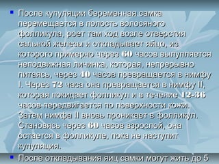    После купуляции беременная самка
    перемещается в полость волосяного
    фолликула, роет там ход возле отверстия
    сальной железы и откладывает яйцо, из
    которого примерно через 60 часов вылупляется
    неподвижная личинка, которая, непрерывно
    питаясь, через 40 часов превращается в нимфу
    I. Через 72 часа она превращается в нимфу II,
    которая покидает фолликул и в течение 12-36
    часов передвигается по поверхности кожи.
    Затем нимфа II вновь проникает в фолликул.
    Становясь через 60 часов взрослой, она
    остается в фолликуле, пока не наступит
    купуляция.
   После откладывания яиц самки могут жить до 5
 