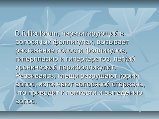 D.folliculorum, паразитирующий в
волосяных фолликулах, вызывает
растяжение полости фолликулов,
гиперплазию и гиперкератоз, легкий
хронический перифолликулит.
Развиваясь, клещи разрушают корни
волос, истончают волосяной стержень,
что приводит к ломкости и выпадению
волос.
 