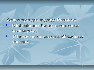Существует два подвида Demodex:
  D.folliculorum обитает в волосяных
   фолликулах,
  D.brevis - в сальных и мейбомиевых
   железах.
 