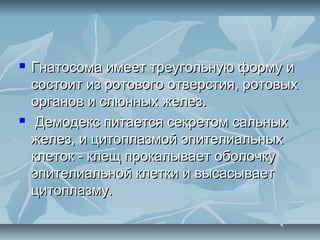    Гнатосома имеет треугольную форму и
    состоит из ротового отверстия, ротовых
    органов и слюнных желез.
    Демодекс питается секретом сальных
    желез, и цитоплазмой эпителиальных
    клеток - клещ прокалывает оболочку
    эпителиальной клетки и высасывает
    цитоплазму.
 