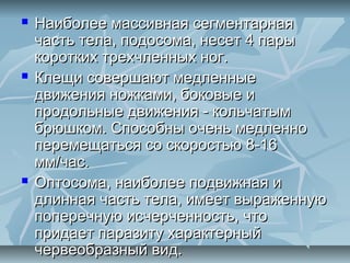    Наиболее массивная сегментарная
    часть тела, подосома, несет 4 пары
    коротких трехчленных ног.
   Клещи совершают медленные
    движения ножками, боковые и
    продольные движения - кольчатым
    брюшком. Способны очень медленно
    перемещаться со скоростью 8-16
    мм/час.
   Оптосома, наиболее подвижная и
    длинная часть тела, имеет выраженную
    поперечную исчерченность, что
    придает паразиту характерный
    червеобразный вид.
 
