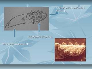 гнатосома (головной
                                       конец )




                  подосома ( грудь )

оптосома ( брюшко )
 