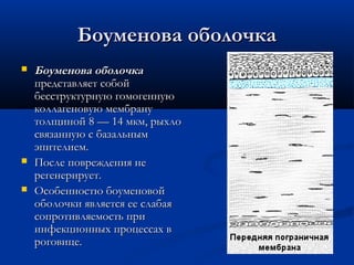 Боуменова оболочка
   Боуменова оболочка
    представляет собой
    бесструктурную гомогенную
    коллагеновую мембрану
    толщиной 8 — 14 мкм, рыхло
    связанную с базальным
    эпителием.
   После повреждения не
    регенерирует.
   Особенностю боуменовой
    оболочки является ее слабая
    сопротивляемость при
    инфекционных процессах в
    роговице.
 