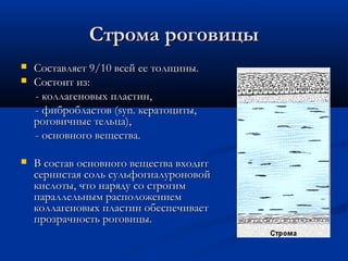 Строма роговицы
   Составляет 9/10 всей ее толщины.
   Состоит из:
    - коллагеновых пластин,
    - фибробластов (syn. кератоциты,
    роговичные тельца),
    - основного вещества.

   В состав основного вещества входит
    сернистая соль сульфогиалуроновой
    кислоты, что наряду со строгим
    параллельным расположением
    коллагеновых пластин обеспечивает
    прозрачность роговицы.
 