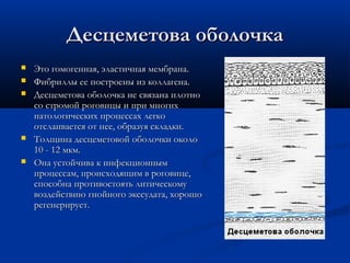Десцеметова оболочка
   Это гомогенная, эластичная мембрана.
   Фибриллы ее построены из коллагена.
   Десцеметова оболочка не связана плотно
    со стромой роговицы и при многих
    патологических процессах легко
    отслаивается от нее, образуя складки.
   Толщина десцеметовой оболочки около
    10 - 12 мкм.
   Она устойчива к инфекционным
    процессам, происходящим в роговице,
    способна противостоять литическому
    воздействию гнойного экссудата, хорошо
    регенерирует.
 