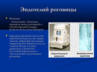 Эндотелий роговицы
   Функции:
    - обеспечивает обменные
    процессы между роговицей и
    влагой передней камеры,
    является своего рода барьером.

   Барьерная функция эндотелия
    нарушается в результате травм,
    ожогов, инфекций, различных
    хирургических вмешательств на
    глазном яблоке и может
    приводить к развитию
    буллезной кератопатии с
    последующим помутнением
    роговицы.
 