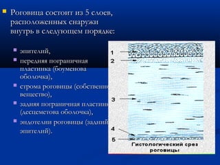    Роговица состоит из 5 слоев,
    расположенных снаружи
    внутрь в следующем порядке:

       эпителий,
       передняя пограничная
        пластинка (боуменова
        оболочка),
       строма роговицы (собственное
        вещество),
       задняя пограничная пластинка
        (десцеметова оболочка),
       эндотелии роговицы (задний
        эпителий).
 