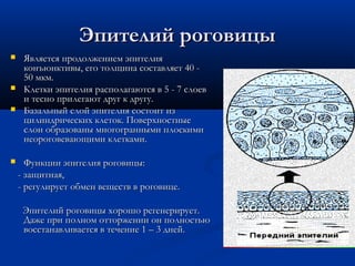 Эпителий роговицы
    Является продолжением эпителия
     конъюнктивы, его толщина составляет 40 -
     50 мкм.
    Клетки эпителия располагаются в 5 - 7 слоев
     и тесно прилегают друг к другу.
    Базальный слой эпителия состоит из
     цилиндрических клеток. Поверхностные
     слои образованы многогранными плоскими
     неороговевающими клетками.

     Функции эпителия роговицы:
    - защитная,
    - регулирует обмен веществ в роговице.

     Эпителий роговицы хорошо регенерирует.
     Даже при полном отторжении он полностью
     восстанавливается в течение 1 – 3 дней.
 