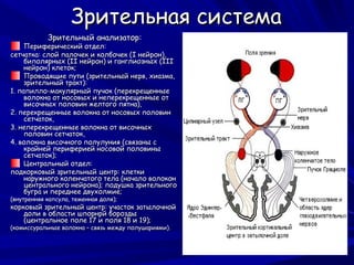 Косоглазие | PPT
