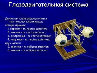 Глазодвигательная система

Движения глаза осуществлются
   при помощи шести мышц:
четыре прямых:
  1. верхняя – m. rectus superior;
  2. нижняя – m. rectus inferior;
  3. внутренняя – m. rectus internus;
  4. наружная - m. rectus externus;
двух косых:
  5. верхняя – m. obliquus superior;
  6. нижняя – m. obliquus inferior.
 