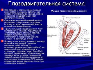 Глазодвигательная система
Все прямые и верхняя косая мышцы         Мышцы правого глаза (вид сверху)
начинаются у вершины орбиты, где
образуют сухожильное кольцо, прочно
сращенное с надкостницей края
зрительного канала.
Сухожилие наружной прямой мышцы
раздвоено: латеральная его порция
отходит от края суживающейся части
верхней глазничной щели.
Прямые мышцы в виде широких лент
направляются кпереди параллельно
соответствующим стенкам орбиты,
образуя мышечную воронку, и
вплетаются в поверхностные слои
склеры, не доходя до лимба.
Верхняя косая мышца начинается между
верхней и внутренней прямыми
мышцами, идет к блоку (в
верхневнутреннем углу края орбиты), не
доходя до блока превращается в
сухожилие, проходит через блок (2/3
мышцы), поворачивает кзади и кнаружи,
прикрепляется к склере под верхней
прямой мышцей несколько кнаружи от
вертикального меридиана (1/3 мышцы,
определяет форму движения глаза при
сокращении мышцы).
 