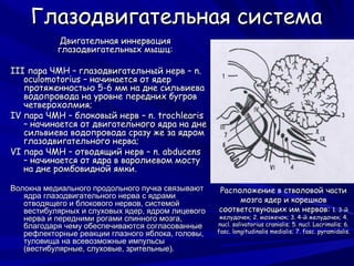 Глазодвигательная система
           Двигательная иннервация
           глазодвигательных мышц:

III пара ЧМН – глазодвигательный нерв – n.
   oculomotorius – начинается от ядер
   протяженностью 5-6 мм на дне сильвиева
   водопровода на уровне передних бугров
   четверохолмия;
IV пара ЧМН – блоковый нерв – n. trochlearis
   – начинается от двигательного ядра на дне
   сильвиева водопровода сразу же за ядром
   глазодвигательного нерва;
VI пара ЧМН – отводящий нерв – n. abducens
   – начинается от ядра в варолиевом мосту
   на дне ромбовидной ямки.

Волокна медиального продольного пучка связывают    Расположение в стволовой части
   ядра глазодвигательного нерва с ядрами
   отводящего и блокового нервов, системой              мозга ядер и корешков
   вестибулярных и слуховых ядер, ядром лицевого   соответствующих им нервов: 1. 3-й
   нерва и передними рогами спинного мозга,         желудочек; 2. мозжечок; 3. 4-й желудочек; 4.
   благодаря чему обеспечиваются согласованные     nucl. salivatorius cranialis; 5. nucl. Lacrimalis; 6.
   рефлекторные реакции глазного яблока, головы,   fasc. longitudinalis medialis; 7. fasc. pyramidalis.
   туловища на всевозможные импульсы
   (вестибулярные, слуховые, зрительные).
 
