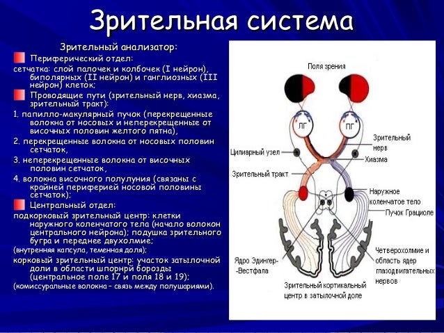 схема зрительного анализатора физиология. механизм работы зрительного анализатора схема. зрительная система водителя презентация. зрительная система включает пары ядер. внутренняя оболочка глазного яблока функции.
