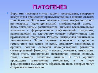 ПАТОГЕНЕЗ
 Воротами инфекции служат органы пищеварения, внедрение
  возбудителя происходит преимущественно в нижних отделах
  тонкой кишки. Затем токсоплазмы с током лимфы достигают
  регионарных (мезентериальных) лимфатический узлов.
  Здесь токсоплазмы размножаются, вызывая воспалительные
  изменения с формированием инфекционной гранулемы,
  напоминающей по клеточному составу туберкулезные или
  бруцеллезные гранулемы. Размеры лимфоузлов значительно
  увеличиваются. Затем паразиты проникают в кровь и
  гематогенно разносятся по всему организму, фиксируясь в
  органах, богатых системой мононуклеарных фагоцитов
  (незавершенный фагоцитоз) – печень, селезенка, лимфоузлы.
  Кроме этого, избирательно поражаются нервная система,
  глаза, миокард, скелетные мышцы. В этих органах
  происходит размножение токсоплазм, и по мере
  формирования иммунитета, образование цист, которые могут
  сохраняться пожизненно.
 