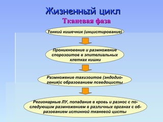 Жизненный цикл
              Тканевая фаза
       Тонкий кишечник (инцистирование)



          Проникновение и размножение
         спорозоитов в эпителиальных
                 клетках кишки



       Размножение тахизоитов (эндодио-
       гения)с образованием псевдоцисты



 Регионарные ЛУ, попадание в кровь и разнос с по-
следующим размножением в различных органах с об-
      разованием истинной тканевой цисты
 