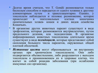  Долгое время считали, что Т. Gondii размножается только
  бесполым способом и передается от одного хозяина к другому
  алиментарным путем       и трансплацентарно. Однако, у
  токсоплазм наблюдается и половое размножение, которое
  происходит    в    эпителиальных     клетках    кишечника
  окончательных хозяев- кошек и диких видов семейства
  Кошачьих.
 В организме других животных паразит существует в виде
  трофозоитов, которые размножаются внутриклеточно, путем
  продольного деления, или эндодиогении. В организме
  инфицированных животных токсоплазмы длительное время
  существуют в виде псевдоцист, которые представляют собой
  скопления большого числа паразитов, окруженных общей
  плотной оболочкой.
 Истинные цисты могут образовываться во внутренних
  органах при хроническом токсоплазмозе. Они либо
  подвергаются обызвествлению, либо разрушаются с выходом
  токсоплазм и проникновением их в здоровые клетки, что
  влечет за собой рецидив заболевания (при ослаблении
  иммунных сил организма).
 
