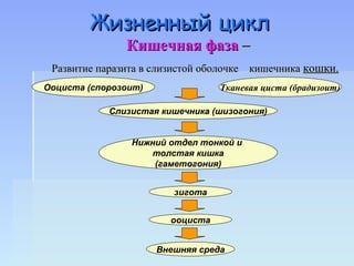 Жизненный цикл
               Кишечная фаза –
 Развитие паразита в слизистой оболочке кишечника кошки.
Ооциста (спорозоит)               Тканевая циста (брадизоит)

            Слизистая кишечника (шизогония)


                Нижний отдел тонкой и
                   толстая кишка
                    (гаметогония)


                         зигота


                        ооциста


                      Внешняя среда
 