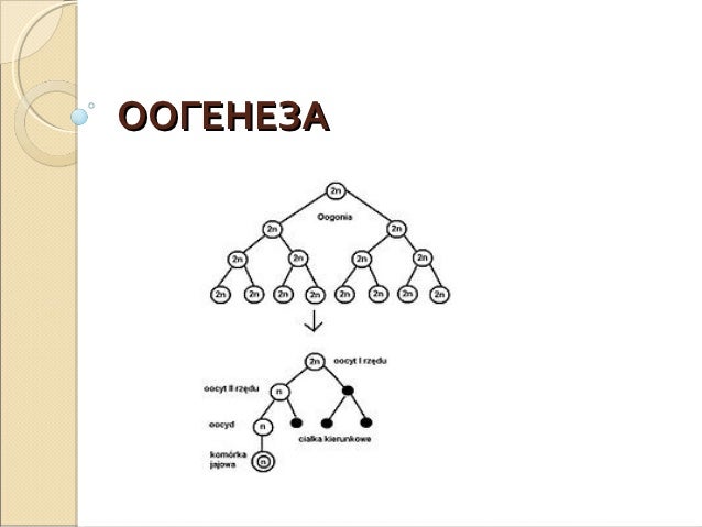 Схема гаметогенеза рисунок