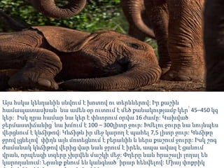 Այս հսկա կենդանին սնվում է խոտով ու տերևներով: Իր քաշին
համապատասխան՝ նա ամեն օր ուտում է մեծ քանակությամբ կեր՝ 45–450 կգ
կեր: Իսկ դրա համար նա կեր է փնտրում օրվա 16 ժամը: Կախված
ջերմաստիճանից՝ նա խմում է 100 – 300լիտր ջուր: Խմելու ջուրը նա նույնպես
վերցնում է կնճիթով: Կնճիթն իր մեջ կարող է պահել 7,5 լիտր ջուր: Կնճիթը
ջրով լցնելով՝ փիղն այն մոտեցնում է բերանին և ներս քաշում ջուրը: Իսկ շոգ
ժամանակ կնճիթով վերից վար նաև ջրում է իրեն, ապա ավազ է ցանում
վրան, որպեսզի տզերը չխրվեն մաշկի մեջ: Փղերը նաև հրաշալի լողալ են
կարողանում: Նրանք քնում են կանգնած՝ իրար հենվելով: Միայ փոքրիկ
 