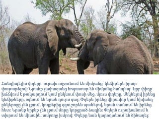 Հանդիպելիս փղերը ուրախ ողջունում են միմյանց՝ կնճիթերն իրար
փաթաթելով: Նրանք չափազանց հոգատար են միմյանց հանդեպ: Երբ փիղը
խճճվում է թակարդում կամ ընկնում փոսի մեջ, մյուս փղերը, մեկնելով իրենց
կնճիթները, օգնում են նրան դուրս գալ: Փղերն իրենց վիրավոր կամ հիվանդ
ընկերոջը չեն լքում, կողքերից զգուշորեն պահելով, նրան տանում են իրենց
հետ: Նրանք երբեք չեն լքում մորը կորցրած ձագին: Փղերն ուրախանում և
տխրում են միասին, ամբողջ խմբով: Փղերը նաև կարողանում են ծիծաղել:
 