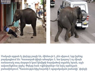 Սակայն որքան էլ փղերը բարի են, միևնույն է, չեն սիրում, երբ իրենց
բարկացնում են: Կատաղած փիղն ահարկու է. նա կարող է ոչ միայն
ոտնատակ տալ մարդուն կամ կնճիթի հարվածով սպանել նրան, այլև
ավտոմեքենա շրջել: Փղերը նաև «զինվորներ» են եղել արևելյան
բանակներում: Պատմությունից հայտնի է պարսկական բանակի՝ փղերի
 