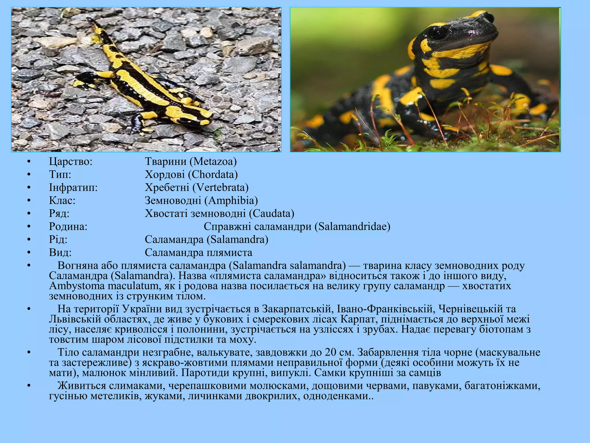 •   Царство:            Тварини (Metazoa)
•   Тип:                Хордові (Chordata)
•   Інфратип:           Хребетні (Vertebrata)
•   Клас:               Земноводні (Amphibia)
•   Ряд:                Хвостаті земноводні (Caudata)
•   Родина:                         Справжні саламандри (Salamandridae)
•   Рід:                Саламандра (Salamandra)
•   Вид:                Саламандра плямиста
•     Вогняна або плямиста саламандра (Salamandra salamandra) — тварина класу земноводних роду
    Саламандра (Salamandra). Назва «плямиста саламандра» відноситься також і до іншого виду,
    Ambystoma maculatum, як і родова назва посилається на велику групу саламандр — хвостатих
    земноводних із струнким тілом.
•     На території України вид зустрічається в Закарпатській, Івано-Франківській, Чернівецькій та
    Львівській областях, де живе у букових і смерекових лісах Карпат, піднімається до верхньої межі
    лісу, населяє криволісся і полонини, зустрічається на узліссях і зрубах. Надає перевагу біотопам з
    товстим шаром лісової підстилки та моху.
•     Тіло саламандри незграбне, валькувате, завдовжки до 20 см. Забарвлення тіла чорне (маскувальне
    та застережливе) з яскраво-жовтими плямами неправильної форми (деякі особини можуть їх не
    мати), малюнок мінливий. Паротиди крупні, випуклі. Самки крупніші за самців
•     Живиться слимаками, черепашковими молюсками, дощовими червами, павуками, багатоніжками,
    гусінью метеликів, жуками, личинками двокрилих, одноденками..
 