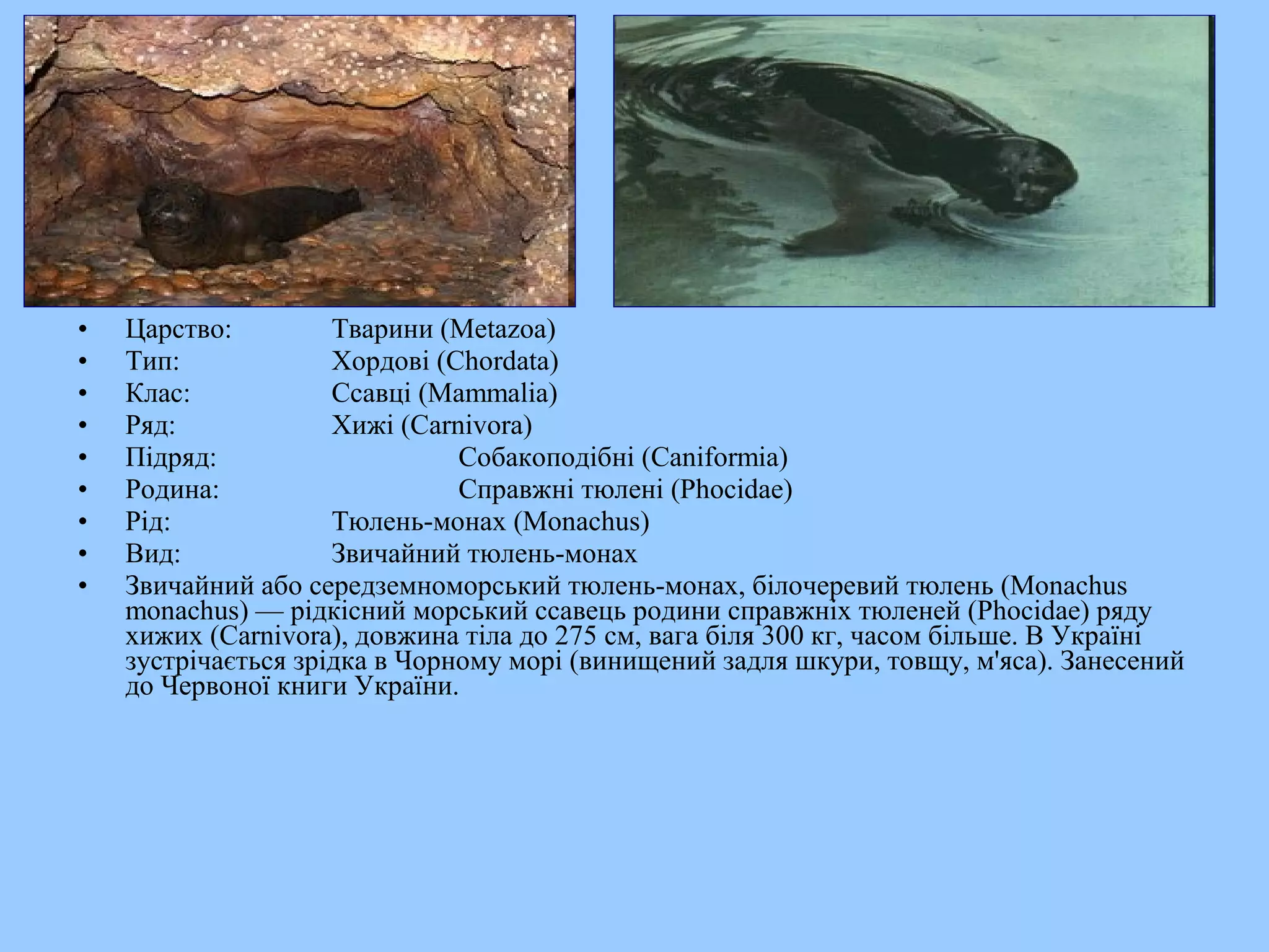•   Царство:         Тварини (Metazoa)
•   Тип:             Хордові (Chordata)
•   Клас:            Ссавці (Mammalia)
•   Ряд:             Хижі (Carnivora)
•   Підряд:                    Собакоподібні (Caniformia)
•   Родина:                    Справжні тюлені (Phocidae)
•   Рід:             Тюлень-монах (Monachus)
•   Вид:             Звичайний тюлень-монах
•   Звичайний або середземноморський тюлень-монах, білочеревий тюлень (Monachus
    monachus) — рідкісний морський ссавець родини справжніх тюленей (Phocidae) ряду
    хижих (Carnivora), довжина тіла до 275 см, вага біля 300 кг, часом більше. В Україні
    зустрічається зрідка в Чорному морі (винищений задля шкури, товщу, м'яса). Занесений
    до Червоної книги України.
 