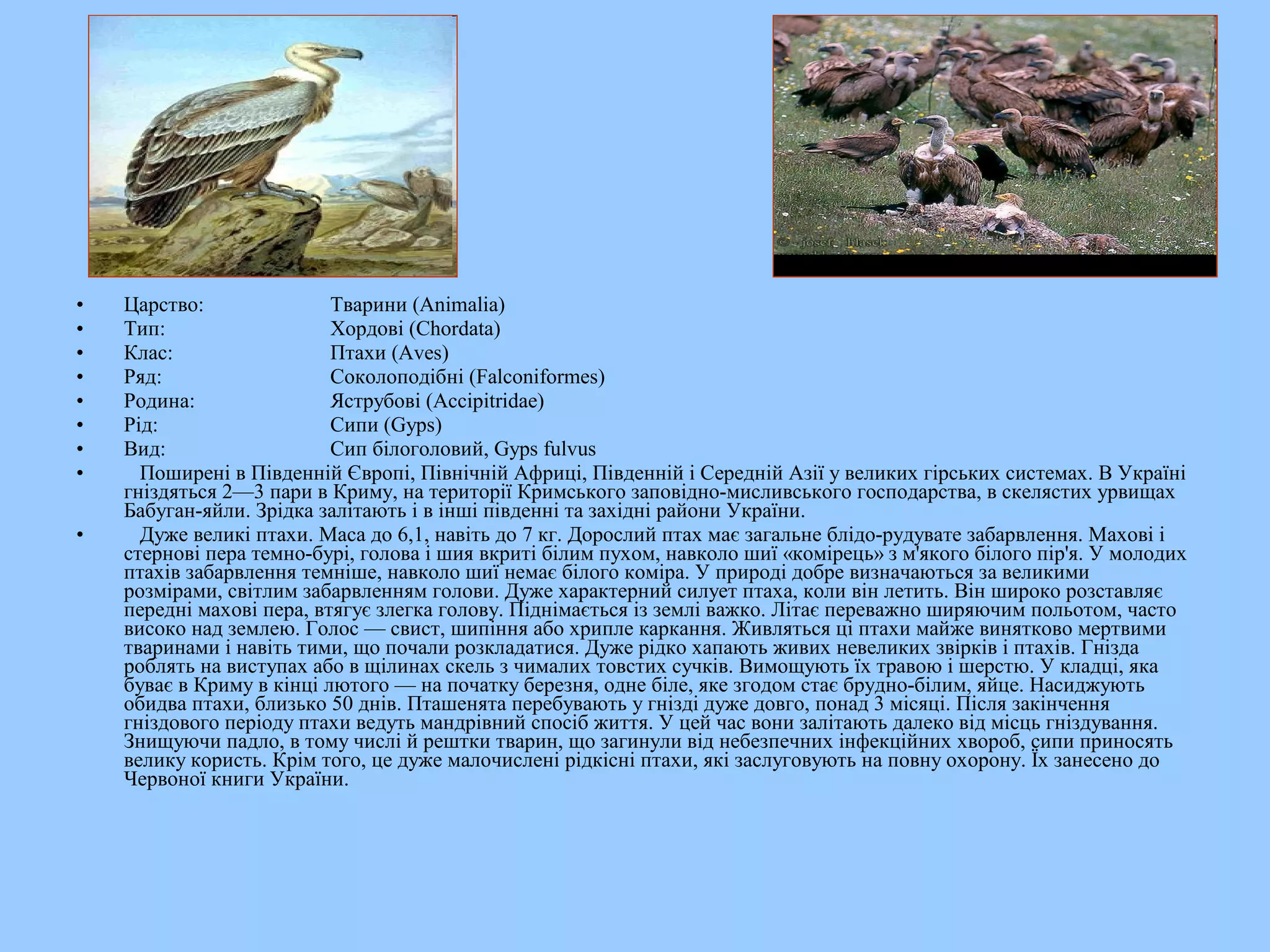 •   Царство:               Тварини (Animalia)
•   Тип:                   Хордові (Chordata)
•   Клас:                  Птахи (Aves)
•   Ряд:                   Соколоподібні (Falconiformes)
•   Родина:                Яструбові (Accipitridae)
•   Рід:                   Сипи (Gyps)
•   Вид:                   Сип білоголовий, Gyps fulvus
•     Поширені в Південній Європі, Північній Африці, Південній і Середній Азії у великих гірських системах. В Україні
    гніздяться 2—3 пари в Криму, на території Кримського заповідно-мисливського господарства, в скелястих урвищах
    Бабуган-яйли. Зрідка залітають і в інші південні та західні райони України.
•     Дуже великі птахи. Маса до 6,1, навіть до 7 кг. Дорослий птах має загальне блідо-рудувате забарвлення. Махові і
    стернові пера темно-бурі, голова і шия вкриті білим пухом, навколо шиї «комірець» з м'якого білого пір'я. У молодих
    птахів забарвлення темніше, навколо шиї немає білого коміра. У природі добре визначаються за великими
    розмірами, світлим забарвленням голови. Дуже характерний силует птаха, коли він летить. Він широко розставляє
    передні махові пера, втягує злегка голову. Піднімається із землі важко. Літає переважно ширяючим польотом, часто
    високо над землею. Голос — свист, шипіння або хрипле каркання. Живляться ці птахи майже винятково мертвими
    тваринами і навіть тими, що почали розкладатися. Дуже рідко хапають живих невеликих звірків і птахів. Гнізда
    роблять на виступах або в щілинах скель з чималих товстих сучків. Вимощують їх травою і шерстю. У кладці, яка
    буває в Криму в кінці лютого — на початку березня, одне біле, яке згодом стає брудно-білим, яйце. Насиджують
    обидва птахи, близько 50 днів. Пташенята перебувають у гнізді дуже довго, понад 3 місяці. Після закінчення
    гніздового періоду птахи ведуть мандрівний спосіб життя. У цей час вони залітають далеко від місць гніздування.
    Знищуючи падло, в тому числі й рештки тварин, що загинули від небезпечних інфекційних хвороб, сипи приносять
    велику користь. Крім того, це дуже малочислені рідкісні птахи, які заслуговують на повну охорону. Їх занесено до
    Червоної книги України.
 