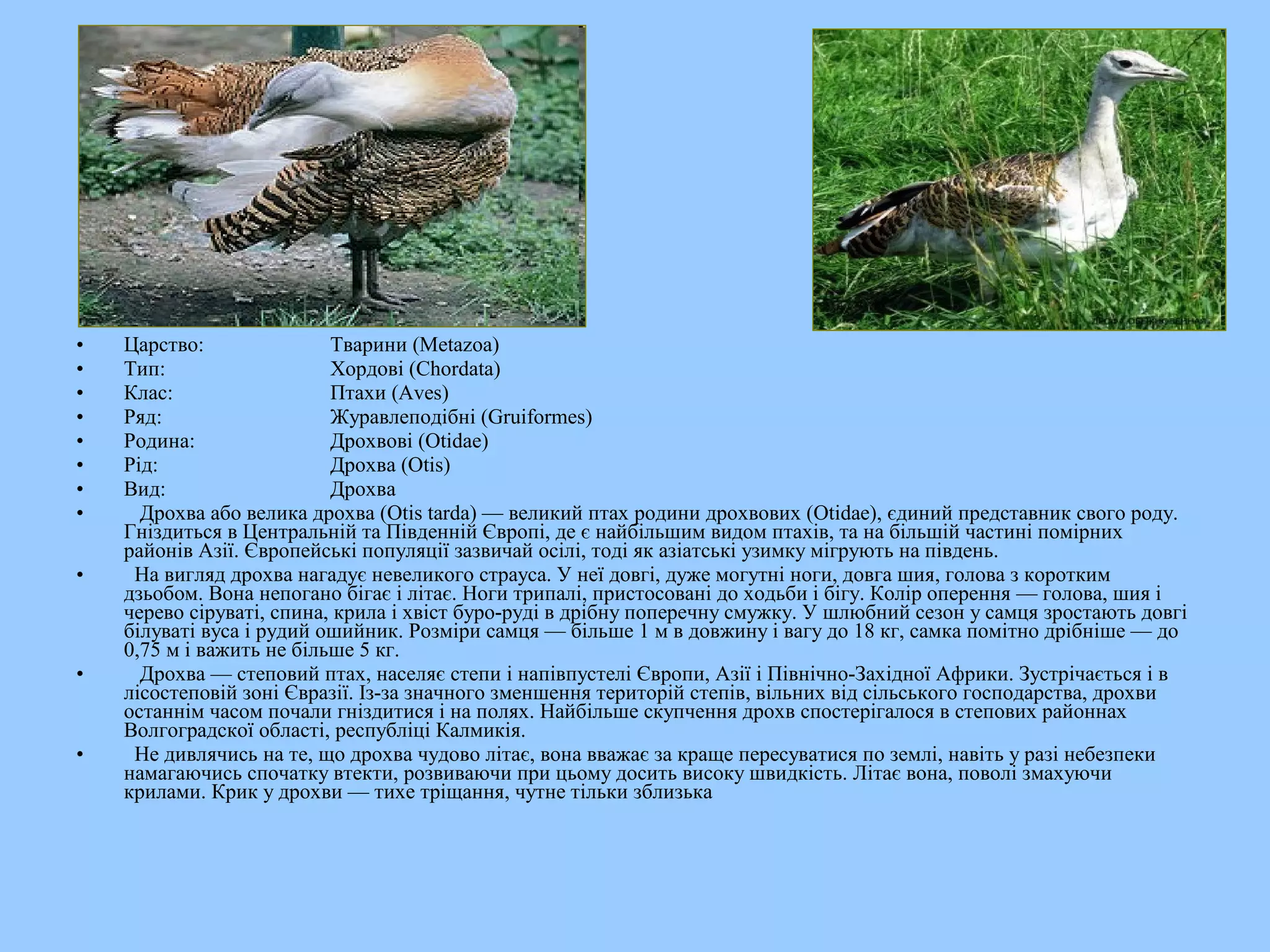 •   Царство:               Тварини (Metazoa)
•   Тип:                   Хордові (Chordata)
•   Клас:                  Птахи (Aves)
•   Ряд:                   Журавлеподібні (Gruiformes)
•   Родина:                Дрохвові (Otidae)
•   Рід:                   Дрохва (Otis)
•   Вид:                   Дрохва
•     Дрохва або велика дрохва (Otis tarda) — великий птах родини дрохвових (Otidae), єдиний представник свого роду.
    Гніздиться в Центральній та Південній Європі, де є найбільшим видом птахів, та на більшій частині помірних
    районів Азії. Європейські популяції зазвичай осілі, тоді як азіатські узимку мігрують на південь.
•    На вигляд дрохва нагадує невеликого страуса. У неї довгі, дуже могутні ноги, довга шия, голова з коротким
    дзьобом. Вона непогано бігає і літає. Ноги трипалі, пристосовані до ходьби і бігу. Колір оперення — голова, шия і
    черево сіруваті, спина, крила і хвіст буро-руді в дрібну поперечну смужку. У шлюбний сезон у самця зростають довгі
    білуваті вуса і рудий ошийник. Розміри самця — більше 1 м в довжину і вагу до 18 кг, самка помітно дрібніше — до
    0,75 м і важить не більше 5 кг.
•     Дрохва — степовий птах, населяє степи і напівпустелі Європи, Азії і Північно-Західної Африки. Зустрічається і в
    лісостеповій зоні Євразії. Із-за значного зменшення територій степів, вільних від сільського господарства, дрохви
    останнім часом почали гніздитися і на полях. Найбільше скупчення дрохв спостерігалося в степових районнах
    Волгоградскої області, республіці Калмикія.
•    Не дивлячись на те, що дрохва чудово літає, вона вважає за краще пересуватися по землі, навіть у разі небезпеки
    намагаючись спочатку втекти, розвиваючи при цьому досить високу швидкість. Літає вона, поволі змахуючи
    крилами. Крик у дрохви — тихе тріщання, чутне тільки зблизька
 