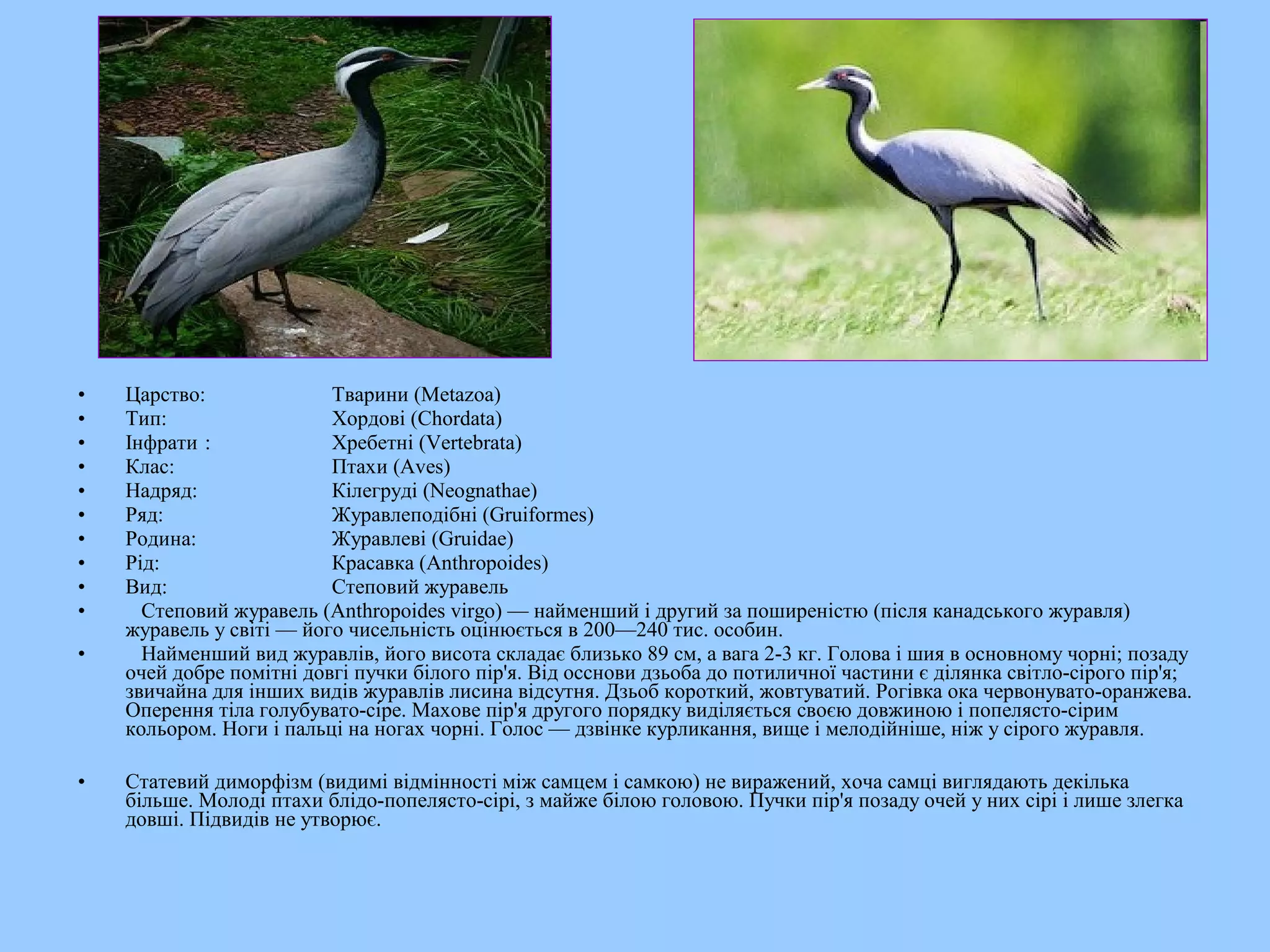 •   Царство:              Тварини (Metazoa)
•   Тип:                  Хордові (Chordata)
•   Інфрати :             Хребетні (Vertebrata)
•   Клас:                 Птахи (Aves)
•   Надряд:               Кілегруді (Neognathae)
•   Ряд:                  Журавлеподібні (Gruiformes)
•   Родина:               Журавлеві (Gruidae)
•   Рід:                  Красавка (Anthropoides)
•   Вид:                  Степовий журавель
•     Степовий журавель (Anthropoides virgo) — найменший і другий за поширеністю (після канадського журавля)
    журавель у світі — його чисельність оцінюється в 200—240 тис. особин.
•     Найменший вид журавлів, його висота складає близько 89 см, а вага 2-3 кг. Голова і шия в основному чорні; позаду
    очей добре помітні довгі пучки білого пір'я. Від осснови дзьоба до потиличної частини є ділянка світло-сірого пір'я;
    звичайна для інших видів журавлів лисина відсутня. Дзьоб короткий, жовтуватий. Рогівка ока червонувато-оранжева.
    Оперення тіла голубувато-сіре. Махове пір'я другого порядку виділяється своєю довжиною і попелясто-сірим
    кольором. Ноги і пальці на ногах чорні. Голос — дзвінке курликання, вище і мелодійніше, ніж у сірого журавля.

•   Статевий диморфізм (видимі відмінності між самцем і самкою) не виражений, хоча самці виглядають декілька
    більше. Молоді птахи блідо-попелясто-сірі, з майже білою головою. Пучки пір'я позаду очей у них сірі і лише злегка
    довші. Підвидів не утворює.
 