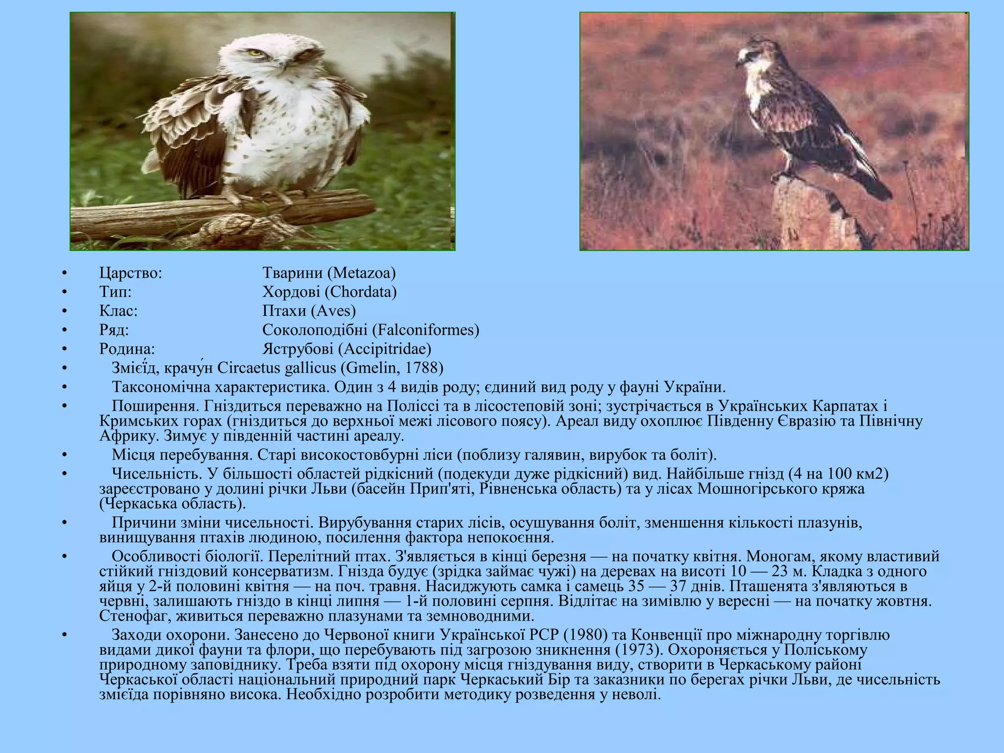 •   Царство:                 Тварини (Metazoa)
•   Тип:                     Хордові (Chordata)
•   Клас:                    Птахи (Aves)
•   Ряд:                     Соколоподібні (Falconiformes)
•   Родина:                  Яструбові (Accipitridae)
•     Змієї́д, крачу́н Circaetus gallicus (Gmelin, 1788)
•     Таксономічна характеристика. Один з 4 видів роду; єдиний вид роду у фауні України.
•     Поширення. Гніздиться переважно на Поліссі та в лісостеповій зоні; зустрічається в Українських Карпатах і
    Кримських горах (гніздиться до верхньої межі лісового поясу). Ареал виду охоплює Південну Євразію та Північну
    Африку. Зимує у південній частині ареалу.
•     Місця перебування. Старі високостовбурні ліси (поблизу галявин, вирубок та боліт).
•     Чисельність. У більшості областей рідкісний (подекуди дуже рідкісний) вид. Найбільше гнізд (4 на 100 км2)
    зареєстровано у долині річки Льви (басейн Прип'яті, Рівненська область) та у лісах Мошногірського кряжа
    (Черкаська область).
•     Причини зміни чисельності. Вирубування старих лісів, осушування боліт, зменшення кількості плазунів,
    винищування птахів людиною, посилення фактора непокоєння.
•     Особливості біології. Перелітний птах. З'являється в кінці березня — на початку квітня. Моногам, якому властивий
    стійкий гніздовий консерватизм. Гнізда будує (зрідка займає чужі) на деревах на висоті 10 — 23 м. Кладка з одного
    яйця у 2-й половині квітня — на поч. травня. Насиджують самка і самець 35 — 37 днів. Пташенята з'являються в
    червні, залишають гніздо в кінці липня — 1-й половині серпня. Відлітає на зимівлю у вересні — на початку жовтня.
    Стенофаг, живиться переважно плазунами та земноводними.
•     Заходи охорони. Занесено до Червоної книги Української РСР (1980) та Конвенції про міжнародну торгівлю
    видами дикої фауни та флори, що перебувають під загрозою зникнення (1973). Охороняється у Поліському
    природному заповіднику. Треба взяти під охорону місця гніздування виду, створити в Черкаському районі
    Черкаської області національний природний парк Черкаський Бір та заказники по берегах річки Льви, де чисельність
    змієїда порівняно висока. Необхідно розробити методику розведення у неволі.
 