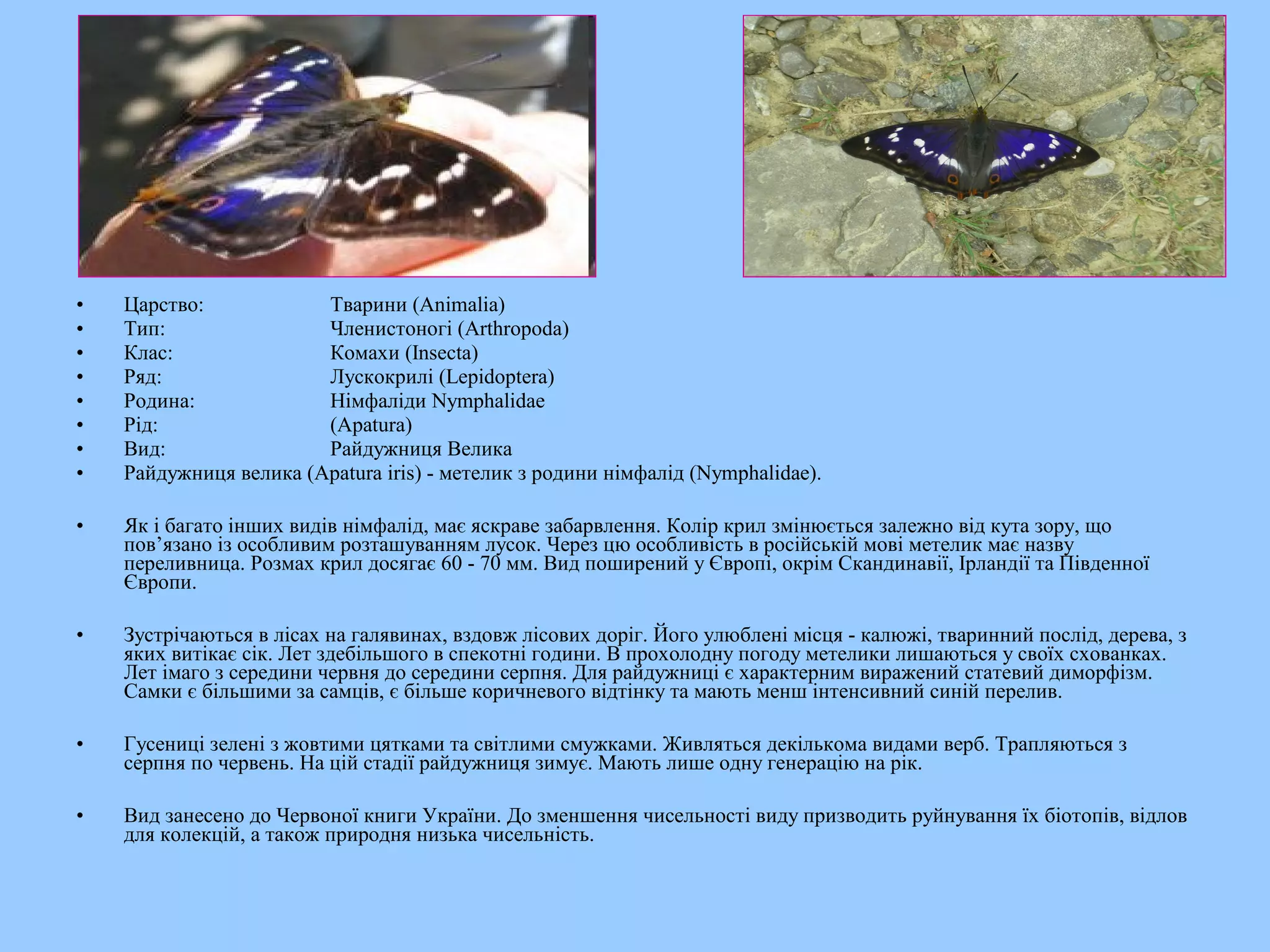 •   Царство:            Тварини (Animalia)
•   Тип:                Членистоногі (Arthropoda)
•   Клас:               Комахи (Insecta)
•   Ряд:                Лускокрилі (Lepidoptera)
•   Родина:             Німфаліди Nymphalidae
•   Рід:                (Apatura)
•   Вид:                Райдужниця Велика
•   Райдужниця велика (Apatura iris) - метелик з родини німфалід (Nymphalidae).

•   Як і багато інших видів німфалід, має яскраве забарвлення. Колір крил змінюється залежно від кута зору, що
    пов’язано із особливим розташуванням лусок. Через цю особливість в російській мові метелик має назву
    переливница. Розмах крил досягає 60 - 70 мм. Вид поширений у Європі, окрім Скандинавії, Ірландії та Південної
    Європи.

•   Зустрічаються в лісах на галявинах, вздовж лісових доріг. Його улюблені місця - калюжі, тваринний послід, дерева, з
    яких витікає сік. Лет здебільшого в спекотні години. В прохолодну погоду метелики лишаються у своїх схованках.
    Лет імаго з середини червня до середини серпня. Для райдужниці є характерним виражений статевий диморфізм.
    Самки є більшими за самців, є більше коричневого відтінку та мають менш інтенсивний синій перелив.

•   Гусениці зелені з жовтими цятками та світлими смужками. Живляться декількома видами верб. Трапляються з
    серпня по червень. На цій стадії райдужниця зимує. Мають лише одну генерацію на рік.

•   Вид занесено до Червоної книги України. До зменшення чисельності виду призводить руйнування їх біотопів, відлов
    для колекцій, а також природня низька чисельність.
 