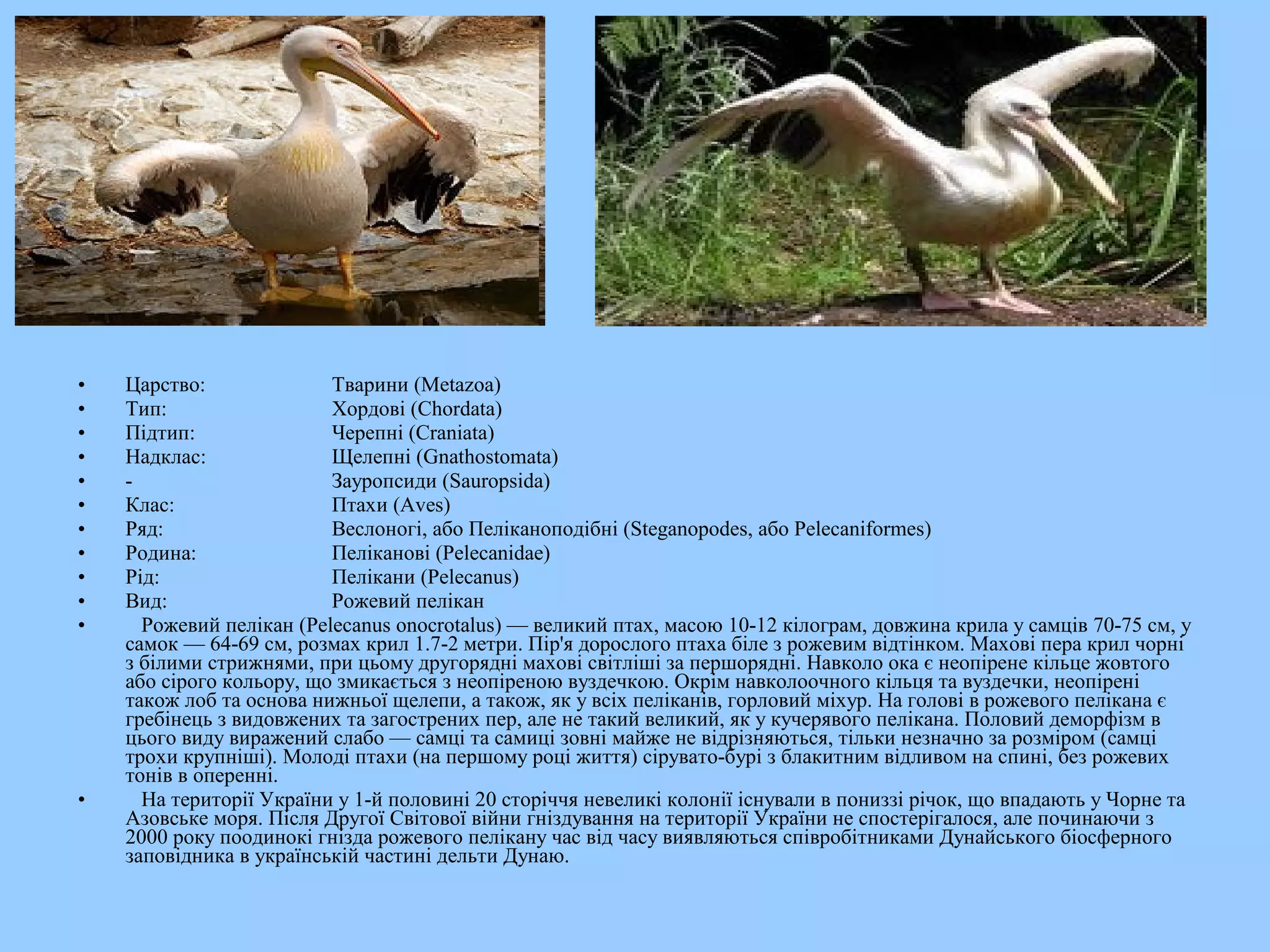 •   Царство:              Тварини (Metazoa)
•   Тип:                  Хордові (Chordata)
•   Підтип:               Черепні (Craniata)
•   Надклас:              Щелепні (Gnathostomata)
•   -                     Зауропсиди (Sauropsida)
•   Клас:                 Птахи (Aves)
•   Ряд:                  Веслоногі, або Пеліканоподібні (Steganopodes, або Pelecaniformes)
•   Родина:               Пеліканові (Pelecanidae)
•   Рід:                  Пелікани (Pelecanus)
•   Вид:                  Рожевий пелікан
•     Рожевий пелікан (Pelecanus onocrotalus) — великий птах, масою 10-12 кілограм, довжина крила у самців 70-75 см, у
    самок — 64-69 см, розмах крил 1.7-2 метри. Пір'я дорослого птаха біле з рожевим відтінком. Махові пера крил чорні
    з білими стрижнями, при цьому другорядні махові світліші за першорядні. Навколо ока є неопірене кільце жовтого
    або сірого кольору, що змикається з неопіреною вуздечкою. Окрім навколоочного кільця та вуздечки, неопірені
    також лоб та основа нижньої щелепи, а також, як у всіх пеліканів, горловий міхур. На голові в рожевого пелікана є
    гребінець з видовжених та загострених пер, але не такий великий, як у кучерявого пелікана. Половий деморфізм в
    цього виду виражений слабо — самці та самиці зовні майже не відрізняються, тільки незначно за розміром (самці
    трохи крупніші). Молоді птахи (на першому році життя) сірувато-бурі з блакитним відливом на спині, без рожевих
    тонів в оперенні.
•     На території України у 1-й половині 20 сторіччя невеликі колонії існували в пониззі річок, що впадають у Чорне та
    Азовське моря. Після Другої Світової війни гніздування на території України не спостерігалося, але починаючи з
    2000 року поодинокі гнізда рожевого пелікану час від часу виявляються співробітниками Дунайського біосферного
    заповідника в українській частині дельти Дунаю.
 