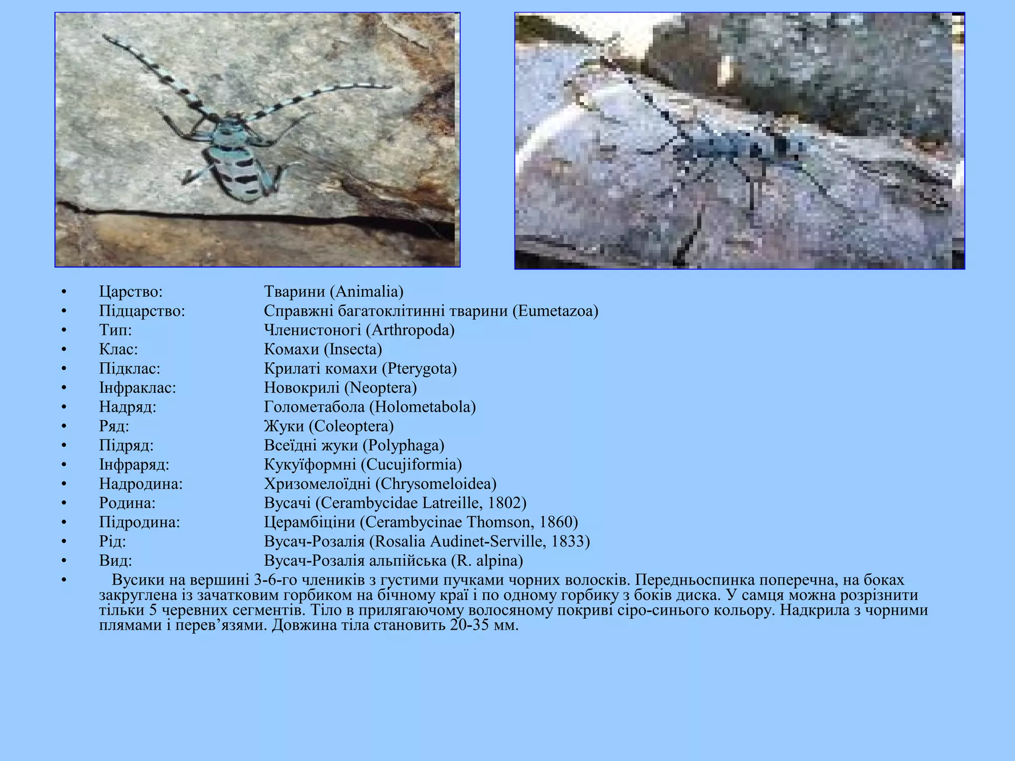 •   Царство:               Тварини (Animalia)
•   Підцарство:            Справжні багатоклітинні тварини (Eumetazoa)
•   Тип:                   Членистоногі (Arthropoda)
•   Клас:                  Комахи (Insecta)
•   Підклас:               Крилаті комахи (Pterygota)
•   Інфраклас:             Новокрилі (Neoptera)
•   Надряд:                Голометабола (Holometabola)
•   Ряд:                   Жуки (Coleoptera)
•   Підряд:                Всеїдні жуки (Polyphaga)
•   Інфраряд:              Кукуїформні (Cucujiformia)
•   Надродина:             Хризомелоїдні (Chrysomeloidea)
•   Родина:                Вусачі (Cerambycidae Latreille, 1802)
•   Підродина:             Церамбіціни (Cerambycinae Thomson, 1860)
•   Рід:                   Вусач-Розалія (Rosalia Audinet-Serville, 1833)
•   Вид:                   Вусач-Розалія альпійська (R. alpina)
•     Вусики на вершині 3-6-го члеників з густими пучками чорних волосків. Передньоспинка поперечна, на боках
    закруглена із зачатковим горбиком на бічному краї і по одному горбику з боків диска. У самця можна розрізнити
    тільки 5 черевних сегментів. Тіло в прилягаючому волосяному покриві сіро-синього кольору. Надкрила з чорними
    плямами і перев’язями. Довжина тіла становить 20-35 мм.
 