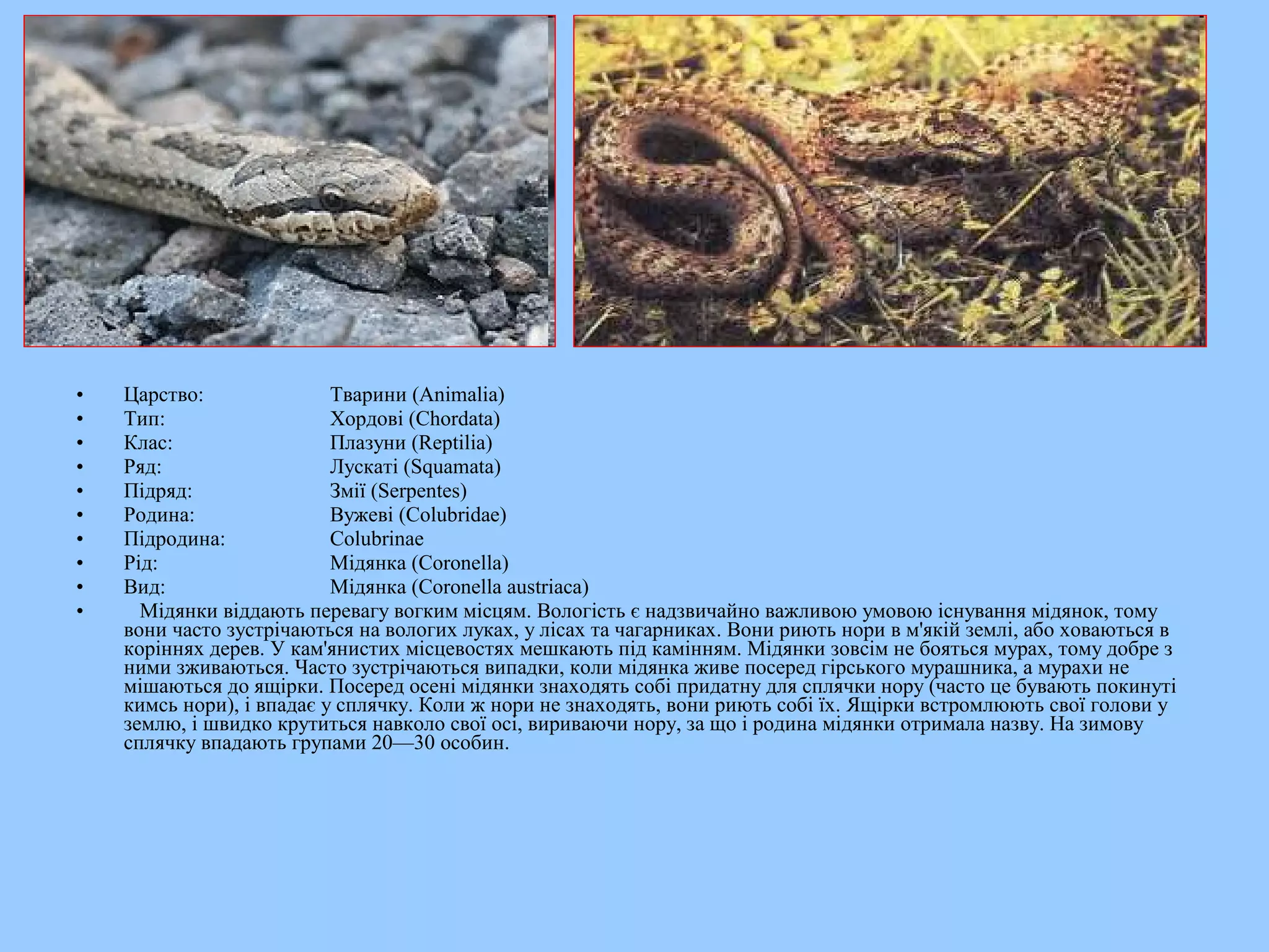 •   Царство:               Тварини (Animalia)
•   Тип:                   Хордові (Chordata)
•   Клас:                  Плазуни (Reptilia)
•   Ряд:                   Лускаті (Squamata)
•   Підряд:                Змії (Serpentes)
•   Родина:                Вужеві (Colubridae)
•   Підродина:             Colubrinae
•   Рід:                   Мідянка (Coronella)
•   Вид:                   Мідянка (Coronella austriaca)
•     Мідянки віддають перевагу вогким місцям. Вологість є надзвичайно важливою умовою існування мідянок, тому
    вони часто зустрічаються на вологих луках, у лісах та чагарниках. Вони риють нори в м'якій землі, або ховаються в
    коріннях дерев. У кам'янистих місцевостях мешкають під камінням. Мідянки зовсім не бояться мурах, тому добре з
    ними зживаються. Часто зустрічаються випадки, коли мідянка живе посеред гірського мурашника, а мурахи не
    мішаються до ящірки. Посеред осені мідянки знаходять собі придатну для сплячки нору (часто це бувають покинуті
    кимсь нори), і впадає у сплячку. Коли ж нори не знаходять, вони риють собі їх. Ящірки встромлюють свої голови у
    землю, і швидко крутиться навколо свої осі, вириваючи нору, за що і родина мідянки отримала назву. На зимову
    сплячку впадають групами 20—30 особин.
 
