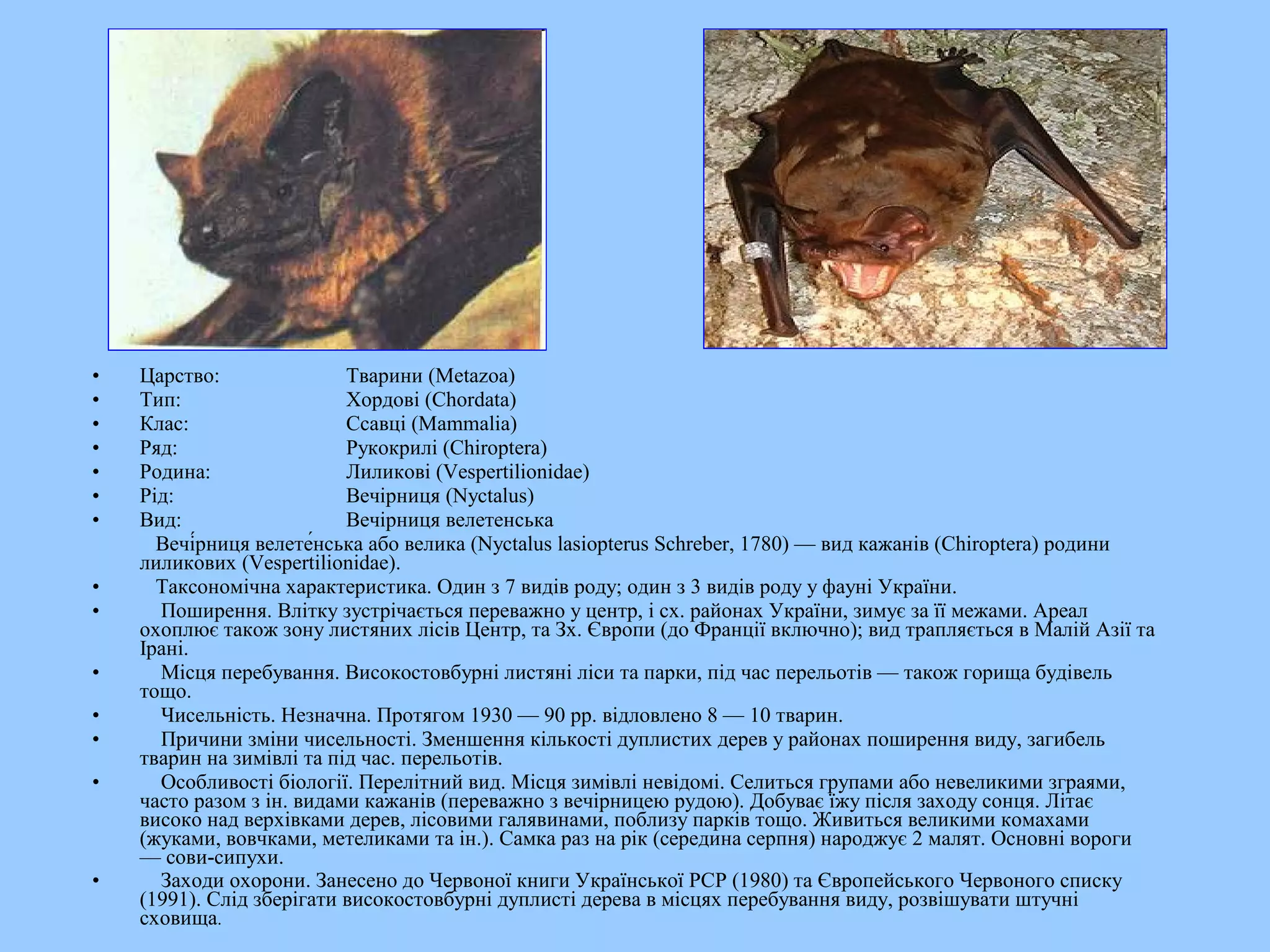 •   Царство:               Тварини (Metazoa)
•   Тип:                   Хордові (Chordata)
•   Клас:                  Ссавці (Mammalia)
•   Ряд:                   Рукокрилі (Chiroptera)
•   Родина:                Лиликові (Vespertilionidae)
•   Рід:                   Вечірниця (Nyctalus)
•   Вид:                   Вечірниця велетенська
      Вечі́рниця велете́нська або велика (Nyctalus lasiopterus Schreber, 1780) — вид кажанів (Chiroptera) родини
    лиликових (Vespertilionidae).
•     Таксономічна характеристика. Один з 7 видів роду; один з 3 видів роду у фауні України.
•     Поширення. Влітку зустрічається переважно у центр, і сх. районах України, зимує за її межами. Ареал
    охоплює також зону листяних лісів Центр, та Зх. Європи (до Франції включно); вид трапляється в Малій Азії та
    Ірані.
•     Місця перебування. Високостовбурні листяні ліси та парки, під час перельотів — також горища будівель
    тощо.
•     Чисельність. Незначна. Протягом 1930 — 90 рр. відловлено 8 — 10 тварин.
•     Причини зміни чисельності. Зменшення кількості дуплистих дерев у районах поширення виду, загибель
    тварин на зимівлі та під час. перельотів.
•     Особливості біології. Перелітний вид. Місця зимівлі невідомі. Селиться групами або невеликими зграями,
    часто разом з ін. видами кажанів (переважно з вечірницею рудою). Добуває їжу після заходу сонця. Літає
    високо над верхівками дерев, лісовими галявинами, поблизу парків тощо. Живиться великими комахами
    (жуками, вовчками, метеликами та ін.). Самка раз на рік (середина серпня) народжує 2 малят. Основні вороги
    — сови-сипухи.
•     Заходи охорони. Занесено до Червоної книги Української РСР (1980) та Європейського Червоного списку
    (1991). Слід зберігати високостовбурні дуплисті дерева в місцях перебування виду, розвішувати штучні
    сховища.
 