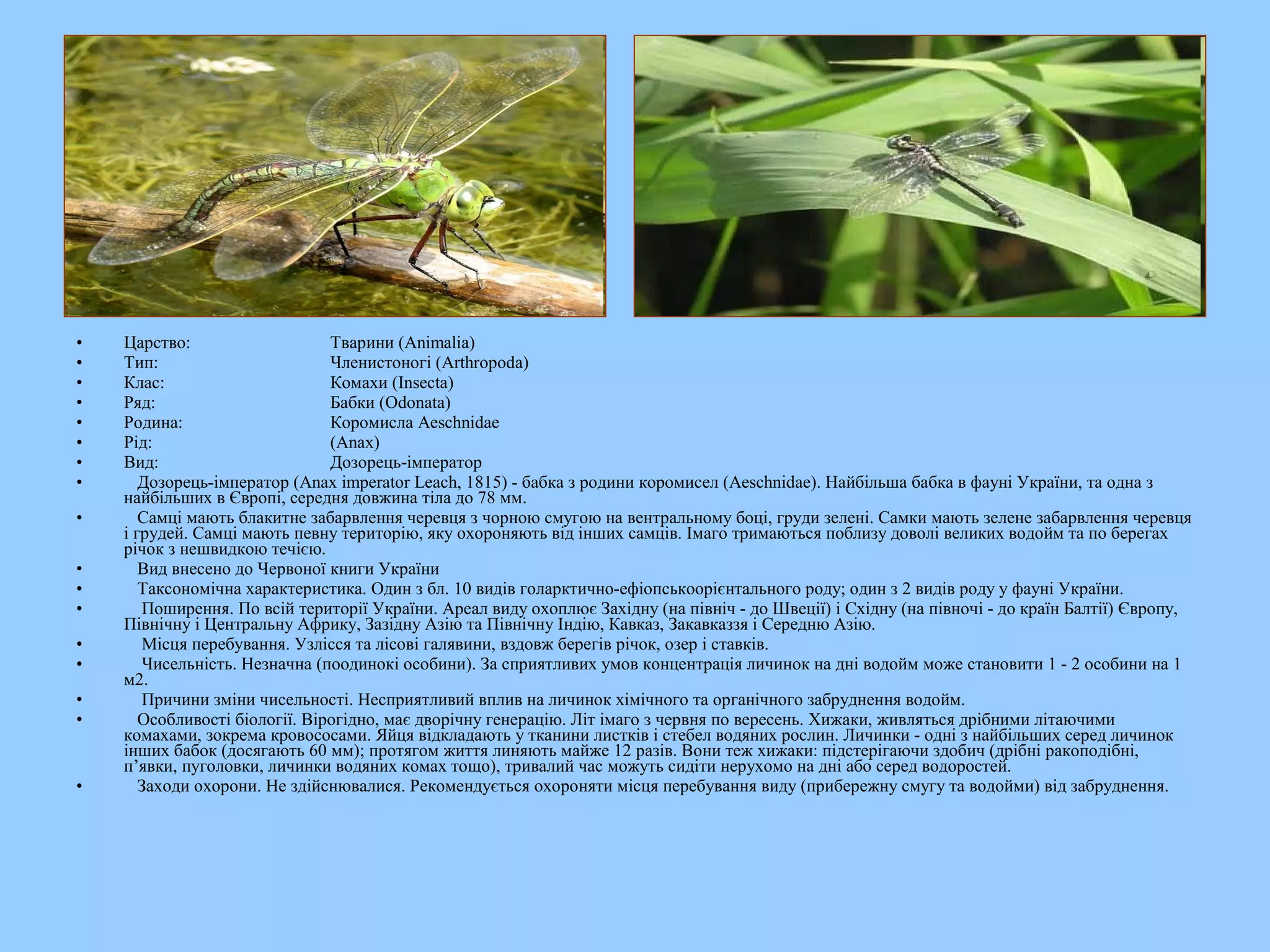 •   Царство:                    Тварини (Animalia)
•   Тип:                        Членистоногі (Arthropoda)
•   Клас:                       Комахи (Insecta)
•   Ряд:                        Бабки (Odonata)
•   Родина:                     Коромисла Aeschnidae
•   Рід:                        (Anax)
•   Вид:                        Дозорець-імператор
•      Дозорець-імператор (Anax imperator Leach, 1815) - бабка з родини коромисел (Aeschnidae). Найбільша бабка в фауні України, та одна з
    найбільших в Європі, середня довжина тіла до 78 мм.
•      Самці мають блакитне забарвлення черевця з чорною смугою на вентральному боці, груди зелені. Самки мають зелене забарвлення черевця
    і грудей. Самці мають певну територію, яку охороняють від інших самців. Імаго тримаються поблизу доволі великих водойм та по берегах
    річок з нешвидкою течією.
•      Вид внесено до Червоної книги України
•      Таксономічна характеристика. Один з бл. 10 видів голарктично-ефіопськоорієнтального роду; один з 2 видів роду у фауні України.
•       Поширення. По всій території України. Ареал виду охоплює Західну (на північ - до Швеції) і Східну (на півночі - до країн Балтії) Європу,
    Північну і Центральну Африку, Зазідну Азію та Північну Індію, Кавказ, Закавказзя і Середню Азію.
•       Місця перебування. Узлісся та лісові галявини, вздовж берегів річок, озер і ставків.
•       Чисельність. Незначна (поодинокі особини). За сприятливих умов концентрація личинок на дні водойм може становити 1 - 2 особини на 1
    м2.
•       Причини зміни чисельності. Несприятливий вплив на личинок хімічного та органічного забруднення водойм.
•      Особливості біології. Вірогідно, має дворічну генерацію. Літ імаго з червня по вересень. Хижаки, живляться дрібними літаючими
    комахами, зокрема кровососами. Яйця відкладають у тканини листків і стебел водяних рослин. Личинки - одні з найбільших серед личинок
    інших бабок (досягають 60 мм); протягом життя линяють майже 12 разів. Вони теж хижаки: підстерігаючи здобич (дрібні ракоподібні,
    п’явки, пуголовки, личинки водяних комах тощо), тривалий час можуть сидіти нерухомо на дні або серед водоростей.
•      Заходи охорони. Не здійснювалися. Рекомендується охороняти місця перебування виду (прибережну смугу та водойми) від забруднення.
 