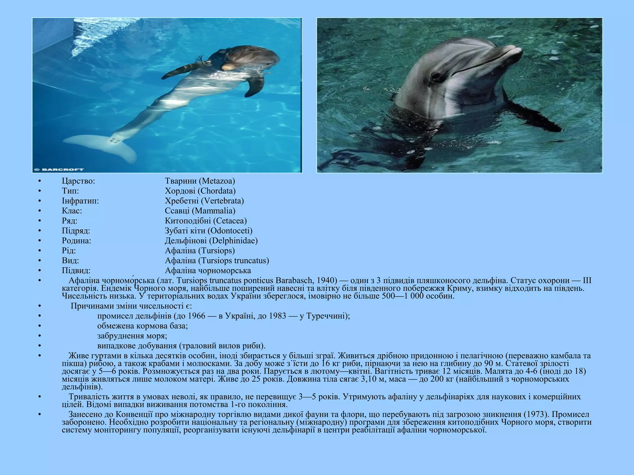 •   Царство:                  Тварини (Metazoa)
•   Тип:                      Хордові (Chordata)
•   Інфратип:                 Хребетні (Vertebrata)
•   Клас:                     Ссавці (Mammalia)
•   Ряд:                      Китоподібні (Cetacea)
•   Підряд:                   Зубаті кіти (Odontoceti)
•   Родина:                   Дельфінові (Delphinidae)
•   Рід:                      Афаліна (Tursiops)
•   Вид:                      Афаліна (Tursiops truncatus)
•   Підвид:                   Афаліна чорноморська
•     Афаліна чорномо́рська (лат. Tursiops truncatus ponticus Barabasch, 1940) — один з 3 підвидів пляшконосого дельфіна. Статус охорони — III
    категорія. Ендемік Чорного моря, найбільше поширений навесні та влітку біля південного побережжя Криму, взимку відходить на південь.
    Чисельність низька. У територіальних водах України збереглося, імовірно не більше 500—1 000 особин.
•      Причинами зміни чисельності є:
•             промисел дельфінів (до 1966 — в Україні, до 1983 — у Туреччині);
•             обмежена кормова база;
•             забруднення моря;
•             випадкове добування (траловий вилов риби).
•     Живе гуртами в кілька десятків особин, іноді збирається у більші зграї. Живиться дрібною придонною і пелагічною (переважно камбала та
    пікша) рибою, а також крабами і молюсками. За добу може з`їсти до 16 кг риби, пірнаючи за нею на глибину до 90 м. Статевої зрілості
    досягає у 5—6 років. Розмножується раз на два роки. Парується в лютому—квітні. Вагітність триває 12 місяців. Малята до 4-6 (іноді до 18)
    місяців живляться лише молоком матері. Живе до 25 років. Довжина тіла сягає 3,10 м, маса — до 200 кг (найбільший з чорноморських
    дельфінів).
•     Тривалість життя в умовах неволі, як правило, не перевищує 3—5 років. Утримують афаліну у дельфінаріях для наукових і комерційних
    цілей. Відомі випадки виживання потомства 1-го покоління.
•     Занесено до Конвенції про міжнародну торгівлю видами дикої фауни та флори, що перебувають під загрозою зникнення (1973). Промисел
    заборонено. Необхідно розробити національну та регіональну (міжнародну) програми для збереження китоподібних Чорного моря, створити
    систему моніторингу популяції, реорганізувати існуючі дельфінарії в центри реабілітації афаліни чорноморської.
 