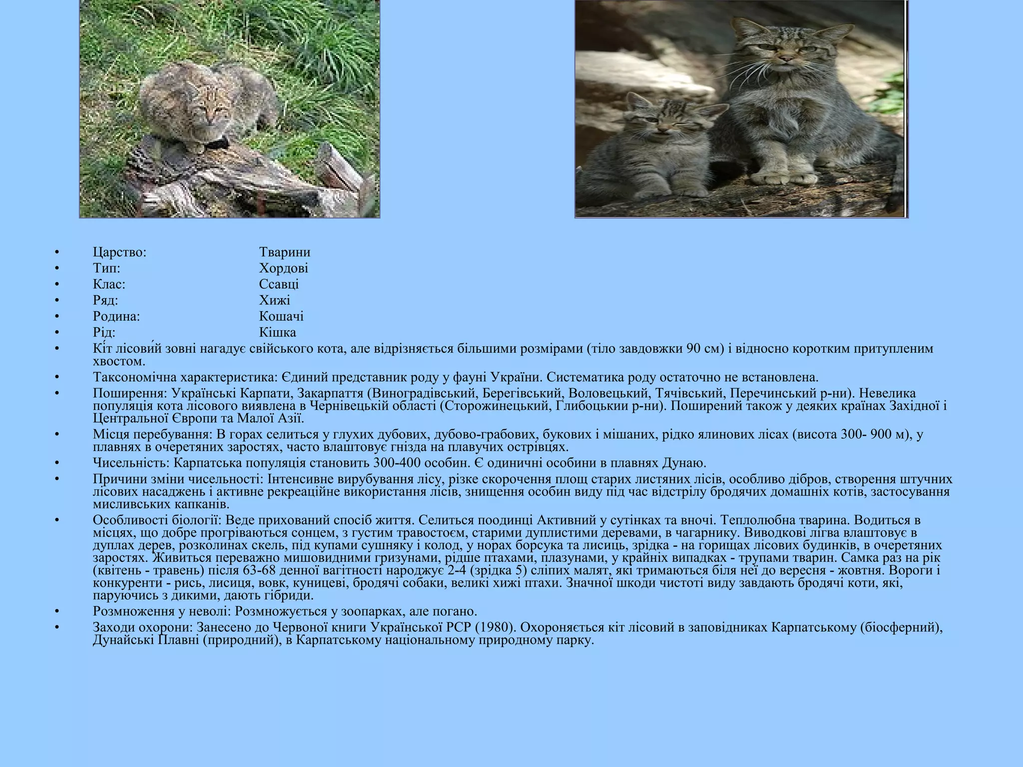 •   Царство:                      Тварини
•   Тип:                          Хордові
•   Клас:                         Ссавці
•   Ряд:                          Хижі
•   Родина:                       Кошачі
•   Рід:                          Кішка
•   Кі́т лісови́й зовні нагадує свійського кота, але відрізняється більшими розмірами (тіло завдовжки 90 см) і відносно коротким притупленим
    хвостом.
•   Таксономічна характеристика: Єдиний представник роду у фауні України. Систематика роду остаточно не встановлена.
•   Поширення: Українські Карпати, Закарпаття (Виноградівський, Берегівський, Воловецький, Тячівський, Перечинський р-ни). Невелика
    популяція кота лісового виявлена в Чернівецькій області (Сторожинецький, Глибоцькии р-ни). Поширений також у деяких країнах Західної і
    Центральної Європи та Малої Азії.
•   Місця перебування: В горах селиться у глухих дубових, дубово-грабових, букових і мішаних, рідко ялинових лісах (висота 300- 900 м), у
    плавнях в очеретяних заростях, часто влаштовує гнізда на плавучих острівцях.
•   Чисельність: Карпатська популяція становить 300-400 особин. Є одиничні особини в плавнях Дунаю.
•   Причини зміни чисельності: Інтенсивне вирубування лісу, різке скорочення площ старих листяних лісів, особливо дібров, створення штучних
    лісових насаджень і активне рекреаційне використання лісів, знищення особин виду під час відстрілу бродячих домашніх котів, застосування
    мисливських капканів.
•   Особливості біології: Веде прихований спосіб життя. Селиться поодинці Активний у сутінках та вночі. Теплолюбна тварина. Водиться в
    місцях, що добре прогріваються сонцем, з густим травостоєм, старими дуплистими деревами, в чагарнику. Виводкові лігва влаштовує в
    дуплах дерев, розколинах скель, під купами сушняку і колод, у норах борсука та лисиць, зрідка - на горищах лісових будинків, в очеретяних
    заростях. Живиться переважно мишовидними гризунами, рідше птахами, плазунами, у крайніх випадках - трупами тварин. Самка раз на рік
    (квітень - травень) після 63-68 денної вагітності народжує 2-4 (зрідка 5) сліпих малят, які тримаються біля неї до вересня - жовтня. Вороги і
    конкуренти - рись, лисиця, вовк, куницеві, бродячі собаки, великі хижі птахи. Значної шкоди чистоті виду завдають бродячі коти, які,
    паруючись з дикими, дають гібриди.
•   Розмноження у неволі: Розмножується у зоопарках, але погано.
•   Заходи охорони: Занесено до Червоної книги Української РСР (1980). Охороняється кіт лісовий в заповідниках Карпатському (біосферний),
    Дунайські Плавні (природний), в Карпатському національному природному парку.
 