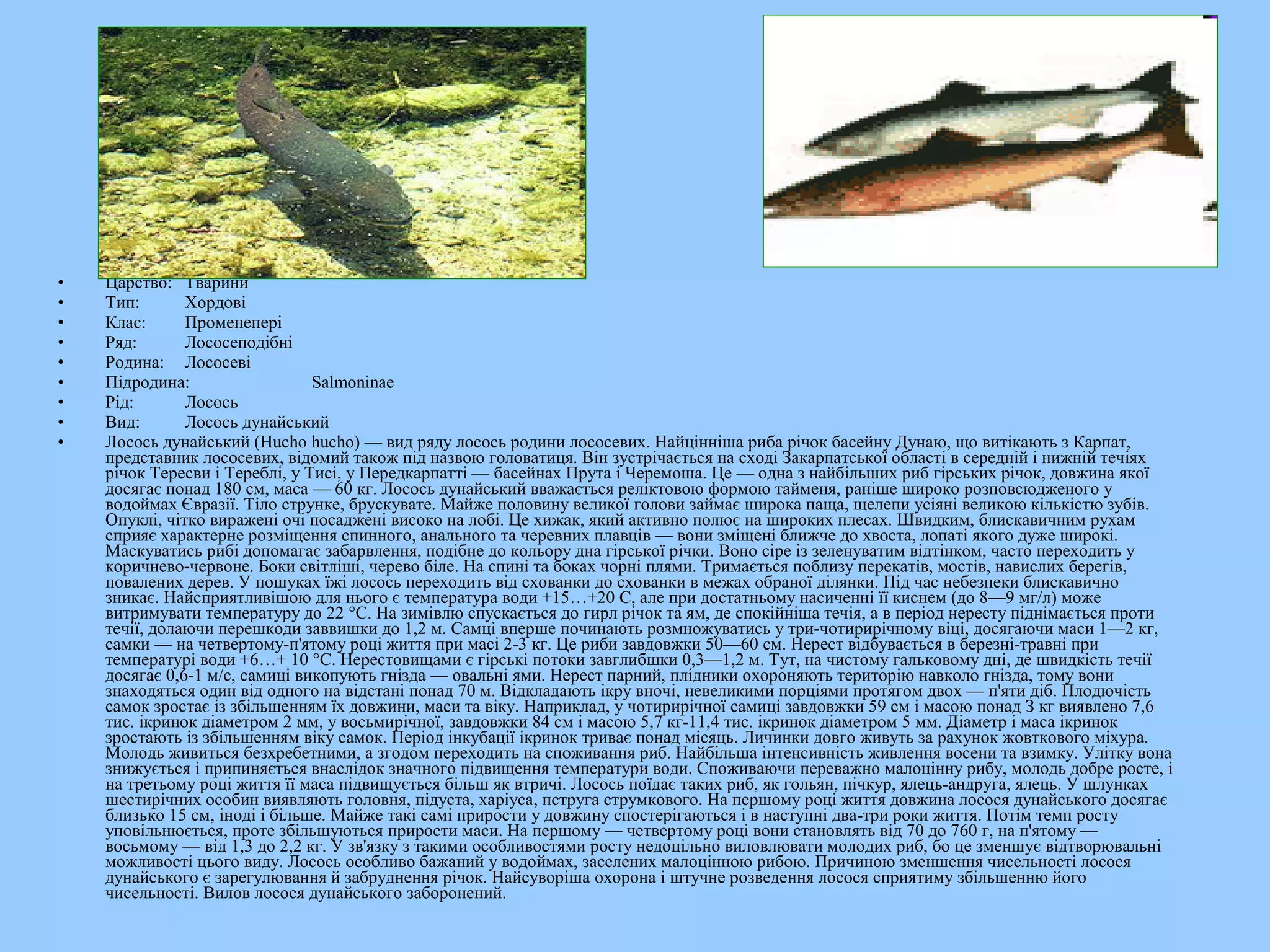 •   Царство: Тварини
•   Тип:       Хордові
•   Клас:      Променепері
•   Ряд:       Лососеподібні
•   Родина: Лососеві
•   Підродина:                  Salmoninae
•   Рід:       Лосось
•   Вид:       Лосось дунайський
•   Лосось дунайський (Hucho hucho) — вид ряду лосось родини лососевих. Найцінніша риба річок басейну Дунаю, що витікають з Карпат,
    представник лососевих, відомий також під назвою головатиця. Він зустрічається на сході Закарпатської області в середній і нижній течіях
    річок Тересви і Тереблі, у Тисі, у Передкарпатті — басейнах Прута і Черемоша. Це — одна з найбільших риб гірських річок, довжина якої
    досягає понад 180 см, маса — 60 кг. Лосось дунайський вважається реліктовою формою тайменя, раніше широко розповсюдженого у
    водоймах Євразії. Тіло струнке, брускувате. Майже половину великої голови займає широка паща, щелепи усіяні великою кількістю зубів.
    Опуклі, чітко виражені очі посаджені високо на лобі. Це хижак, який активно полює на широких плесах. Швидким, блискавичним рухам
    сприяє характерне розміщення спинного, анального та черевних плавців — вони зміщені ближче до хвоста, лопаті якого дуже широкі.
    Маскуватись рибі допомагає забарвлення, подібне до кольору дна гірської річки. Воно сіре із зеленуватим відтінком, часто переходить у
    коричнево-червоне. Боки світліші, черево біле. На спині та боках чорні плями. Тримається поблизу перекатів, мостів, навислих берегів,
    повалених дерев. У пошуках їжі лосось переходить від схованки до схованки в межах обраної ділянки. Під час небезпеки блискавично
    зникає. Найсприятливішою для нього є температура води +15…+20 С, але при достатньому насиченні її киснем (до 8—9 мг/л) може
    витримувати температуру до 22 °C. На зимівлю спускається до гирл річок та ям, де спокійніша течія, а в період нересту піднімається проти
    течії, долаючи перешкоди заввишки до 1,2 м. Самці вперше починають розмножуватись у три-чотирирічному віці, досягаючи маси 1—2 кг,
    самки — на четвертому-п'ятому році життя при масі 2-3 кг. Це риби завдовжки 50—60 см. Нерест відбувається в березні-травні при
    температурі води +6…+ 10 °C. Нерестовищами є гірські потоки завглибшки 0,3—1,2 м. Тут, на чистому гальковому дні, де швидкість течії
    досягає 0,6-1 м/с, самиці викопують гнізда — овальні ями. Нерест парний, плідники охороняють територію навколо гнізда, тому вони
    знаходяться один від одного на відстані понад 70 м. Відкладають ікру вночі, невеликими порціями протягом двох — п'яти діб. Плодючість
    самок зростає із збільшенням їх довжини, маси та віку. Наприклад, у чотирирічної самиці завдовжки 59 см і масою понад З кг виявлено 7,6
    тис. ікринок діаметром 2 мм, у восьмирічної, завдовжки 84 см і масою 5,7 кг-11,4 тис. ікринок діаметром 5 мм. Діаметр і маса ікринок
    зростають із збільшенням віку самок. Період інкубації ікринок триває понад місяць. Личинки довго живуть за рахунок жовткового міхура.
    Молодь живиться безхребетними, а згодом переходить на споживання риб. Найбільша інтенсивність живлення восени та взимку. Улітку вона
    знижується і припиняється внаслідок значного підвищення температури води. Споживаючи переважно малоцінну рибу, молодь добре росте, і
    на третьому році життя її маса підвищується більш як втричі. Лосось поїдає таких риб, як гольян, пічкур, ялець-андруга, ялець. У шлунках
    шестирічних особин виявляють головня, підуста, харіуса, пструга струмкового. На першому році життя довжина лосося дунайського досягає
    близько 15 см, іноді і більше. Майже такі самі прирости у довжину спостерігаються і в наступні два-три роки життя. Потім темп росту
    уповільнюється, проте збільшуються прирости маси. На першому — четвертому році вони становлять від 70 до 760 г, на п'ятому —
    восьмому — від 1,3 до 2,2 кг. У зв'язку з такими особливостями росту недоцільно виловлювати молодих риб, бо це зменшує відтворювальні
    можливості цього виду. Лосось особливо бажаний у водоймах, заселених малоцінною рибою. Причиною зменшення чисельності лосося
    дунайського є зарегулювання й забруднення річок. Найсуворіша охорона і штучне розведення лосося сприятиму збільшенню його
    чисельності. Вилов лосося дунайського заборонений.
 