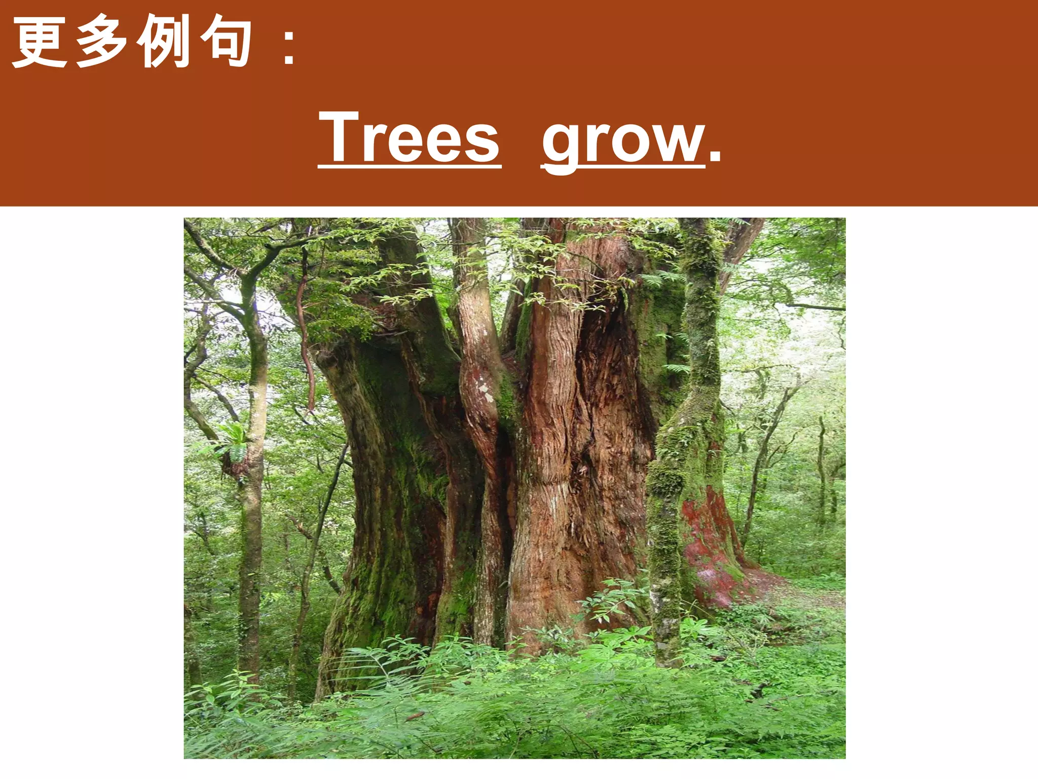 更多例句：
        Trees grow.
 