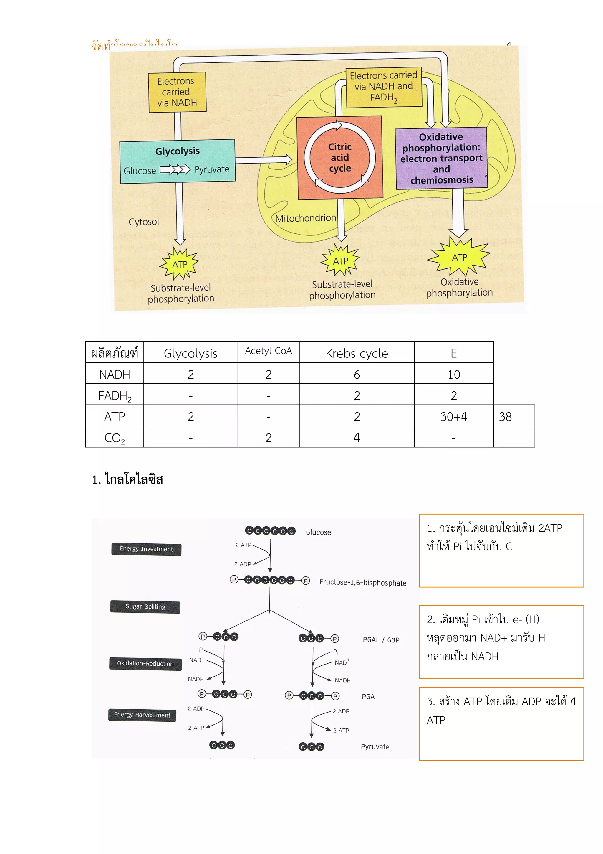 จัดทําโดยครูปุมไบโอ                                                      4




ผลิตภัณฑ       Glycolysis   Acetyl CoA   Krebs cycle        E
 NADH               2            2             6            10
 FADH2              -            -             2             2
  ATP               2            -             2           30+4          38
  CO2               -            2             4             -

1. ไกลโคไลซิส

                                                        1. กระตุนโดยเอนไซมเติม 2ATP
                                                        ทําให Pi ไปจับกับ C



                                                        2. เติมหมู Pi เขาไป e- (H)
                                                        หลุดออกมา NAD+ มารับ H
                                                        กลายเปน NADH

                                                        3. สราง ATP โดยเติม ADP จะได 4
                                                        ATP
 