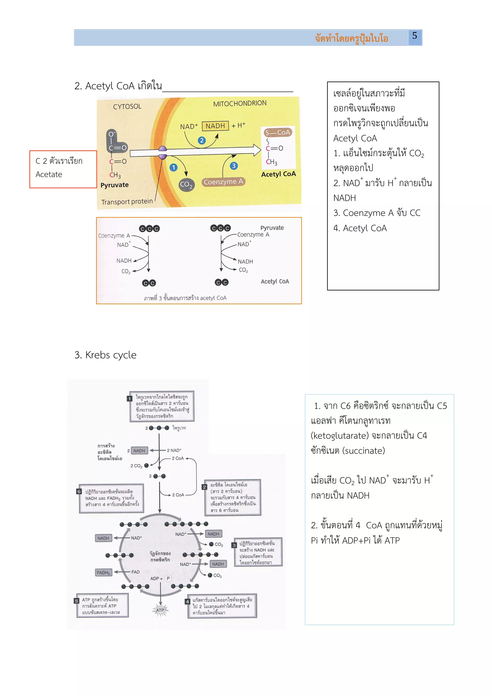 จัดทําโดยครูปุมไบโอ       5	
  
                                                                                        	
  
            	
  


            2. Acetyl CoA เกิดใน_________________________         เซลลอยูในสภาวะที่มี
                                                                  ออกซิเจนเพียงพอ
                                                                  กรดไพรูวิกจะถูกเปลี่ยนเปน
                                                                  Acetyl CoA
                                                                  1. เเอ็นไซมกระตุนให CO2
C 2 ตัวเราเรียก
Acetate
                                                                  หลุดออกไป
                                                                  2. NAD+ มารับ H+ กลายเปน
                                                                  NADH
                                                                  3. Coenzyme A จับ CC
                                                                  4. Acetyl CoA




            3. Krebs cycle
                                        	
  

                                                             1. จาก C6 คือซิตริกซ จะกลายเปน C5
                                                            แอลฟา คีโตนกลูทาเรท
                                                            (ketoglutarate) จะกลายเปน C4
                                                            ซักซิเนต (succinate)

                                                            เมื่อเสีย CO2 ไป NAD+ จะมารับ H+
                                                            กลายเปน NADH

                                                            2. ขั้นตอนที่ 4 CoA ถูกแทนที่ดวยหมู
                                                            Pi ทําให ADP+Pi ได ATP
 