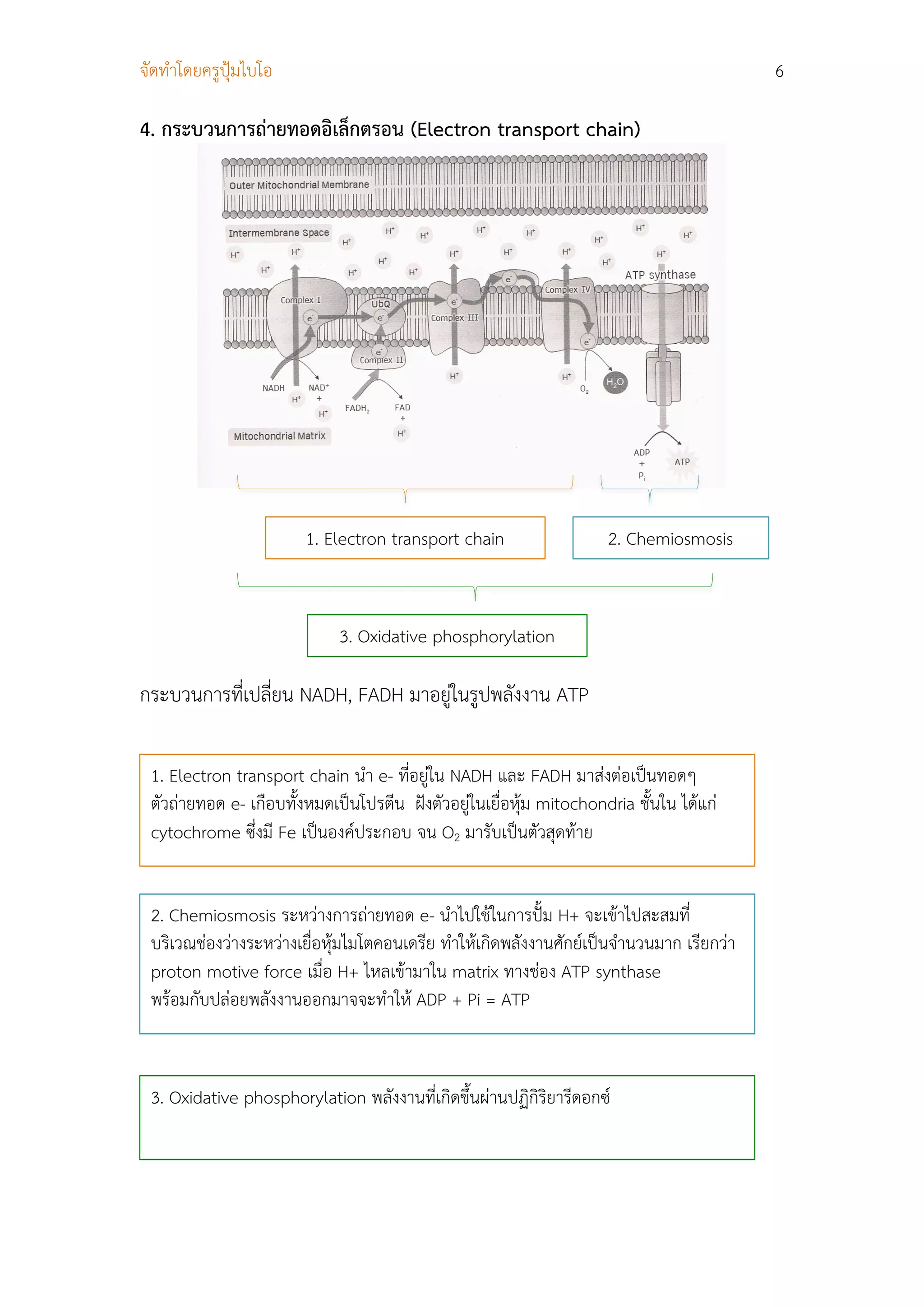 จัดทําโดยครูปุมไบโอ                                                                       6

4. กระบวนการถายทอดอิเล็กตรอน (Electron transport chain)




                        1. Electron transport chain                  2. Chemiosmosis


                             3. Oxidative phosphorylation

กระบวนการทีเปลี่ยน NADH, FADH มาอยูในรูปพลังงาน ATP
           ่

 1. Electron transport chain นํา e- ที่อยูใน NADH และ FADH มาสงตอเปนทอดๆ
 ตัวถายทอด e- เกือบทั้งหมดเปนโปรตีน ฝงตัวอยูในเยื่อหุม mitochondria ชั้นใน ไดแก
 cytochrome ซึ่งมี Fe เปนองคประกอบ จน O2 มารับเปนตัวสุดทาย


 2. Chemiosmosis ระหวางการถายทอด e- นําไปใชในการปม H+ จะเขาไปสะสมที่
 บริเวณชองวางระหวางเยื่อหุมไมโตคอนเดรีย ทําใหเกิดพลังงานศักยเปนจํานวนมาก เรียกวา
 proton motive force เมื่อ H+ ไหลเขามาใน matrix ทางชอง ATP synthase
 พรอมกับปลอยพลังงานออกมาจจะทําให ADP + Pi = ATP


 3. Oxidative phosphorylation พลังงานที่เกิดขึ้นผานปฏิกิริยารีดอกซ
 